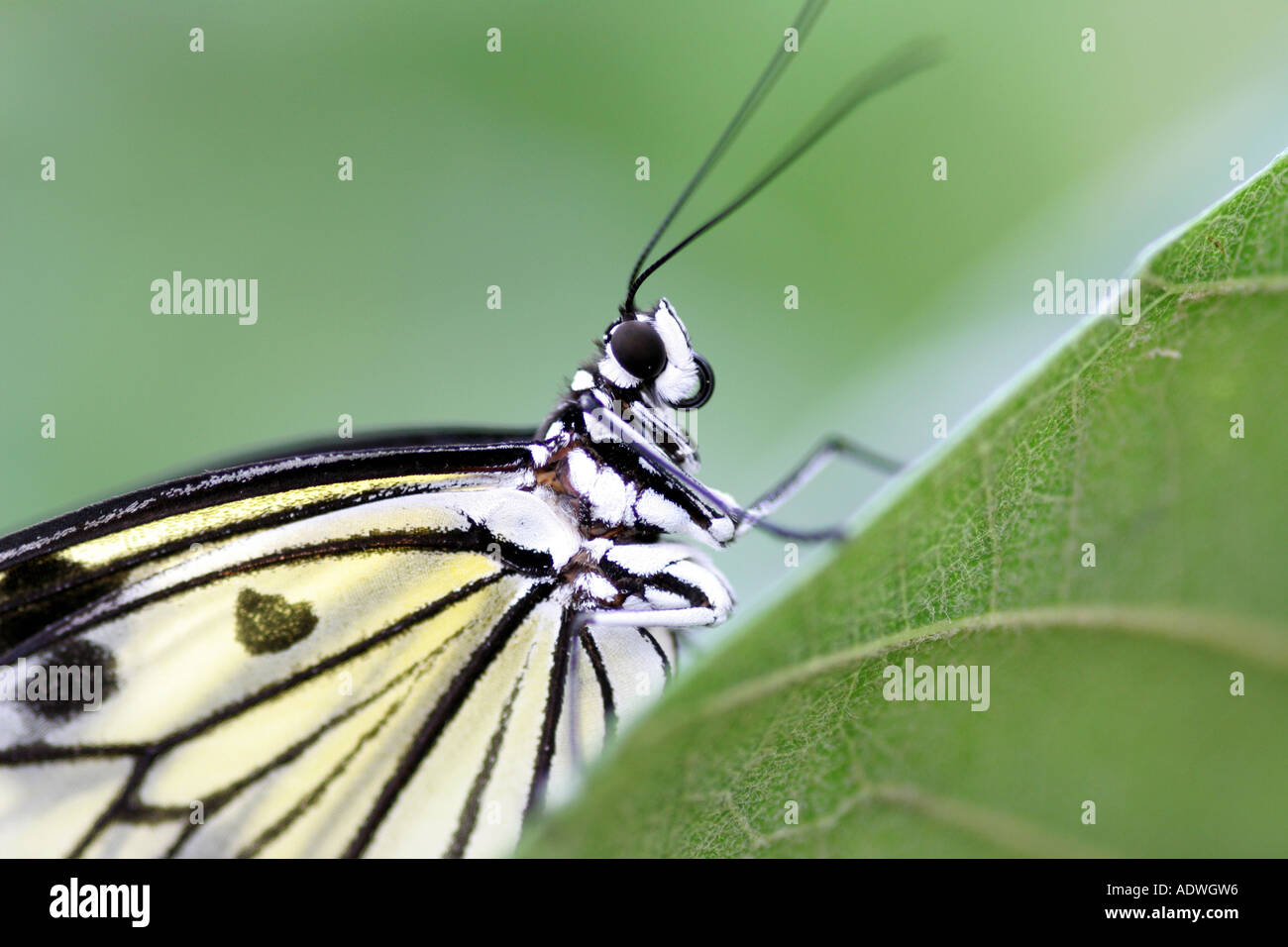 Idea leuconoe / carta aquilone farfalla appoggiato su una foglia Foto Stock