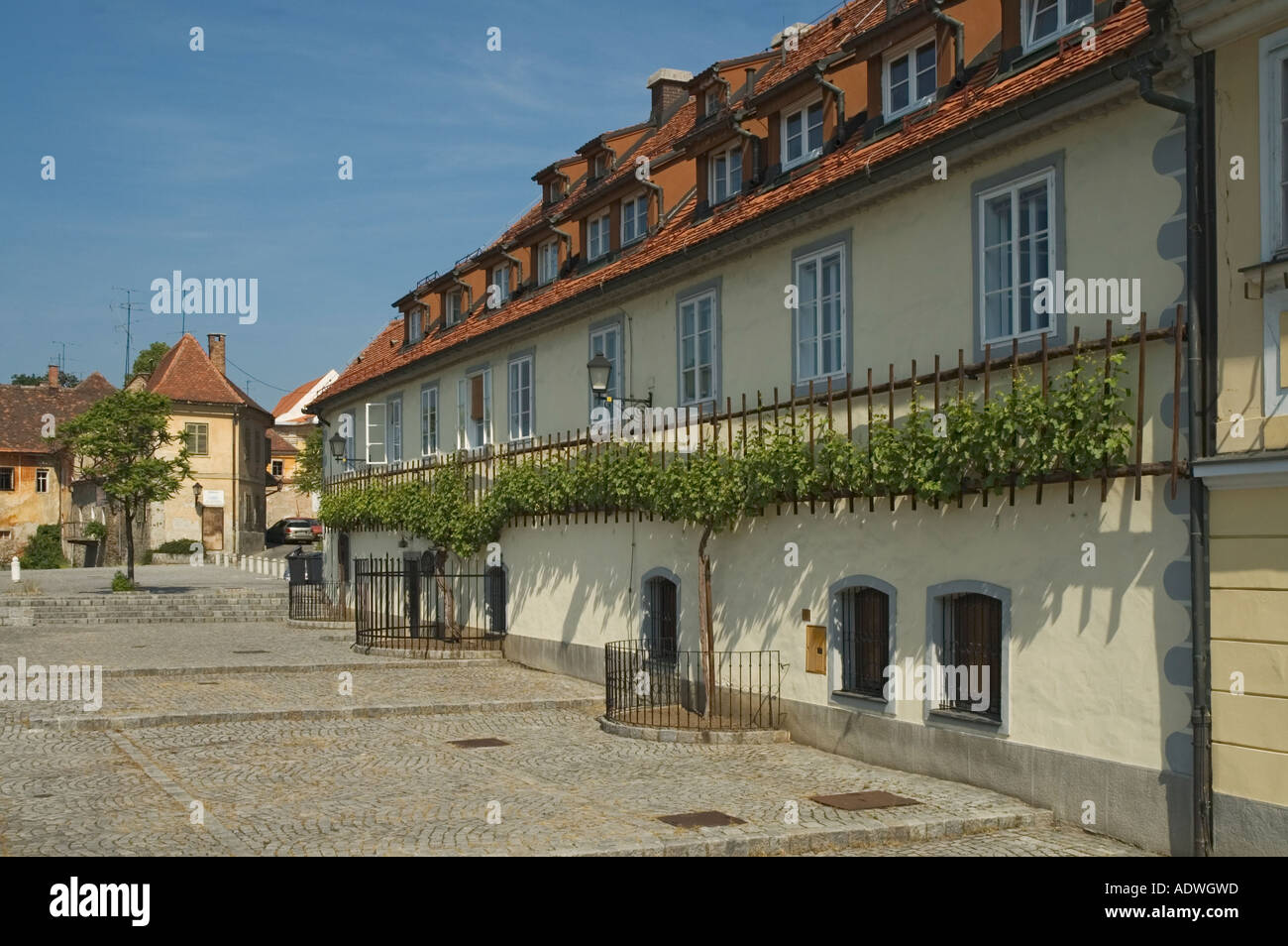 La Slovenia Maribor 400 anno vecchio vitigno nel Guinness dei primati come più antico vitigno nobile nel mondo Foto Stock