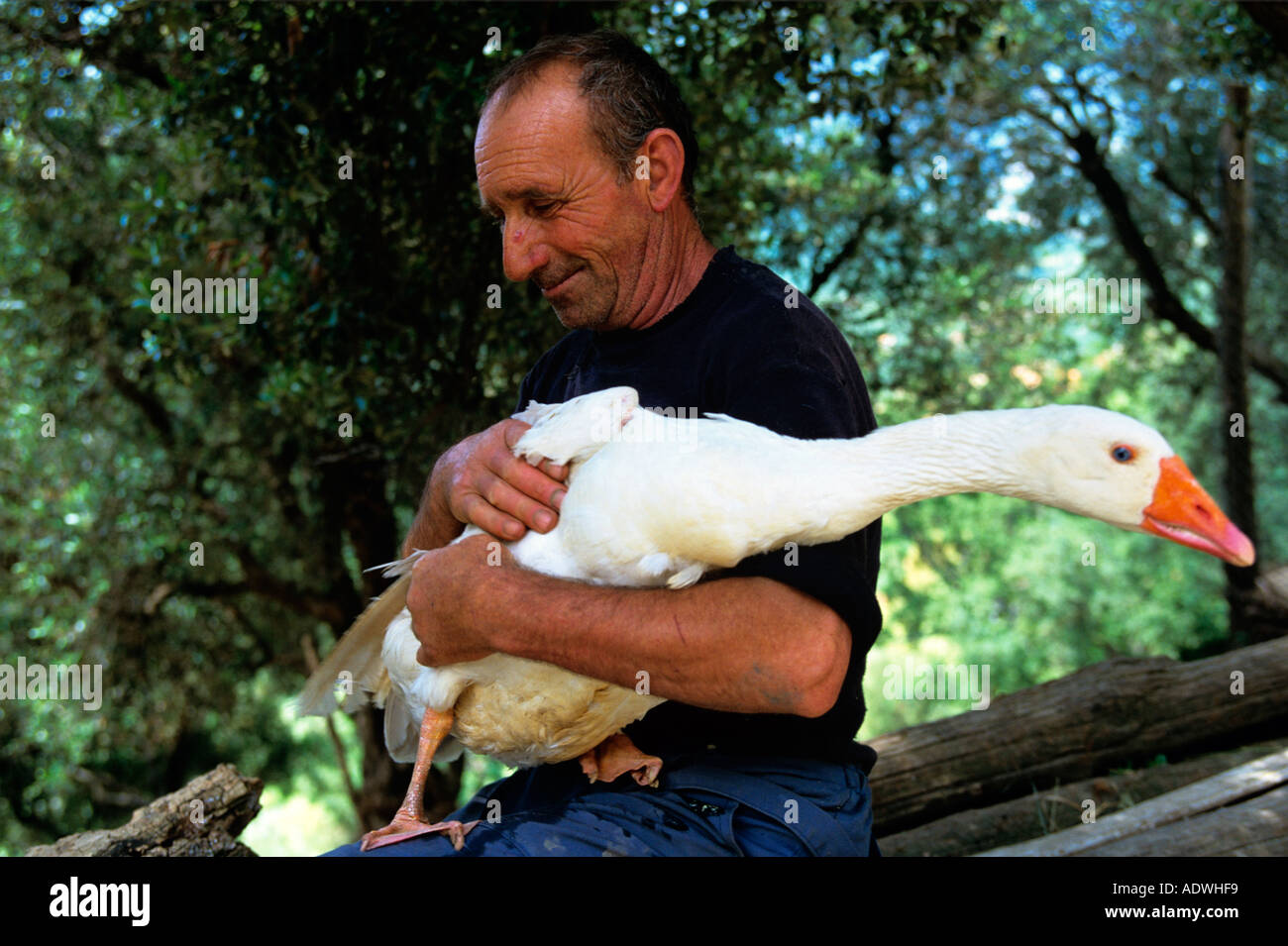 Un uomo con il suo animale domestico oca in Gioi Cilento Italia un area in cui le persone sono alcuni dei più longlived in Europa Foto Stock