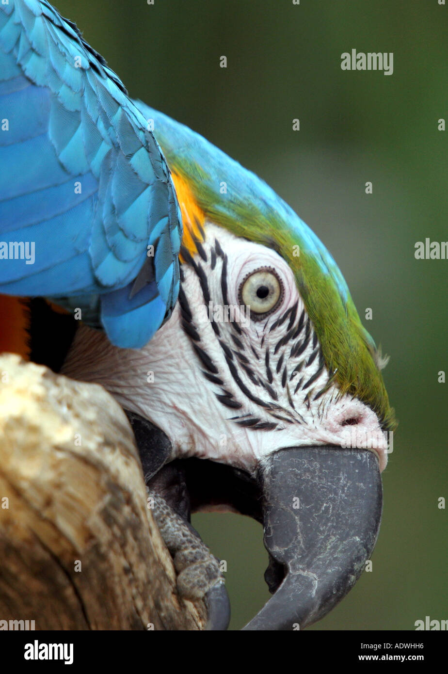 Ara ararauna. Captive blu-giallo macaw mordere il suo pesce persico in legno Foto Stock