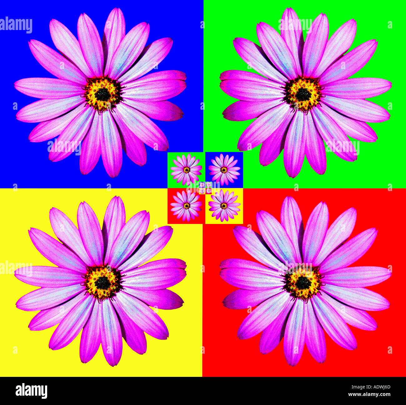 L'arte di Osteospermum Foto Stock