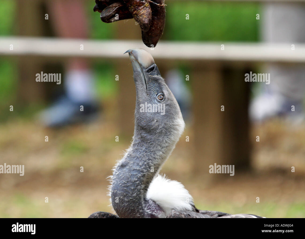 Avvoltoio in cattività alimentato in una mostra di falconeria. REGNO UNITO Foto Stock