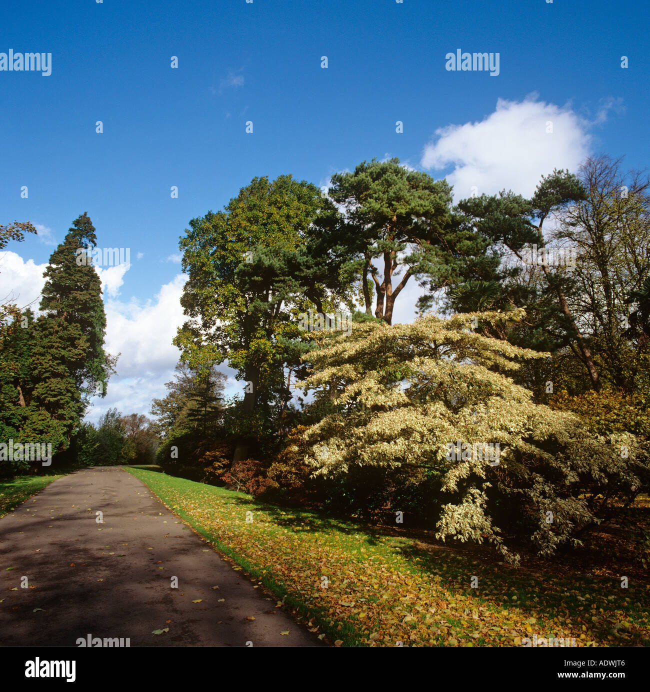 Regno Unito Galles Cardiff alberi in Bute Park Arboretum Foto Stock