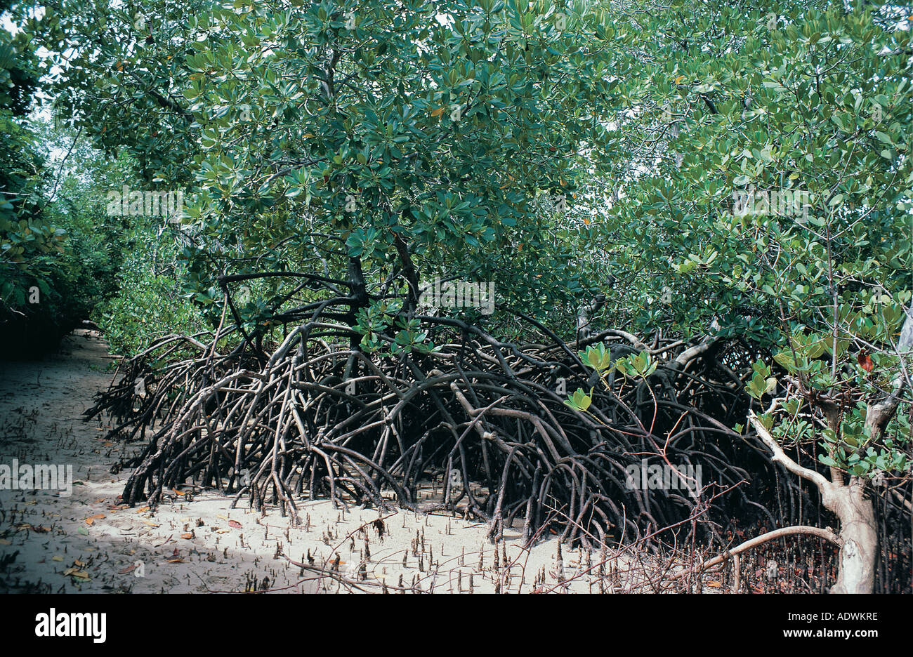 Alberi di mangrovie che mostra le radici con la bassa marea vicino Kiwaiyu costa del Kenya Africa orientale Foto Stock