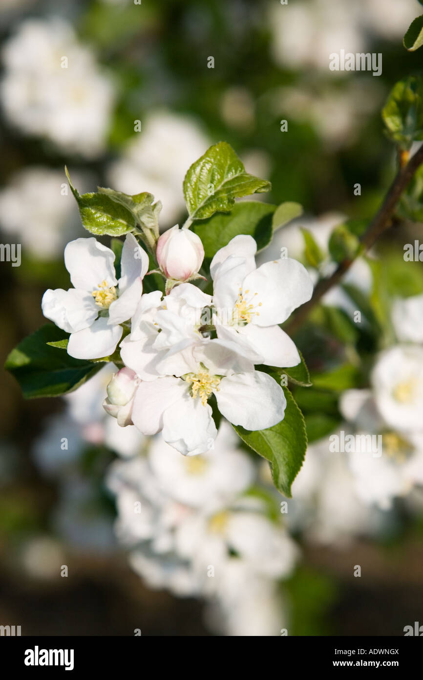 Apple Blossom in orchard Cotswolds England Regno Unito Foto Stock