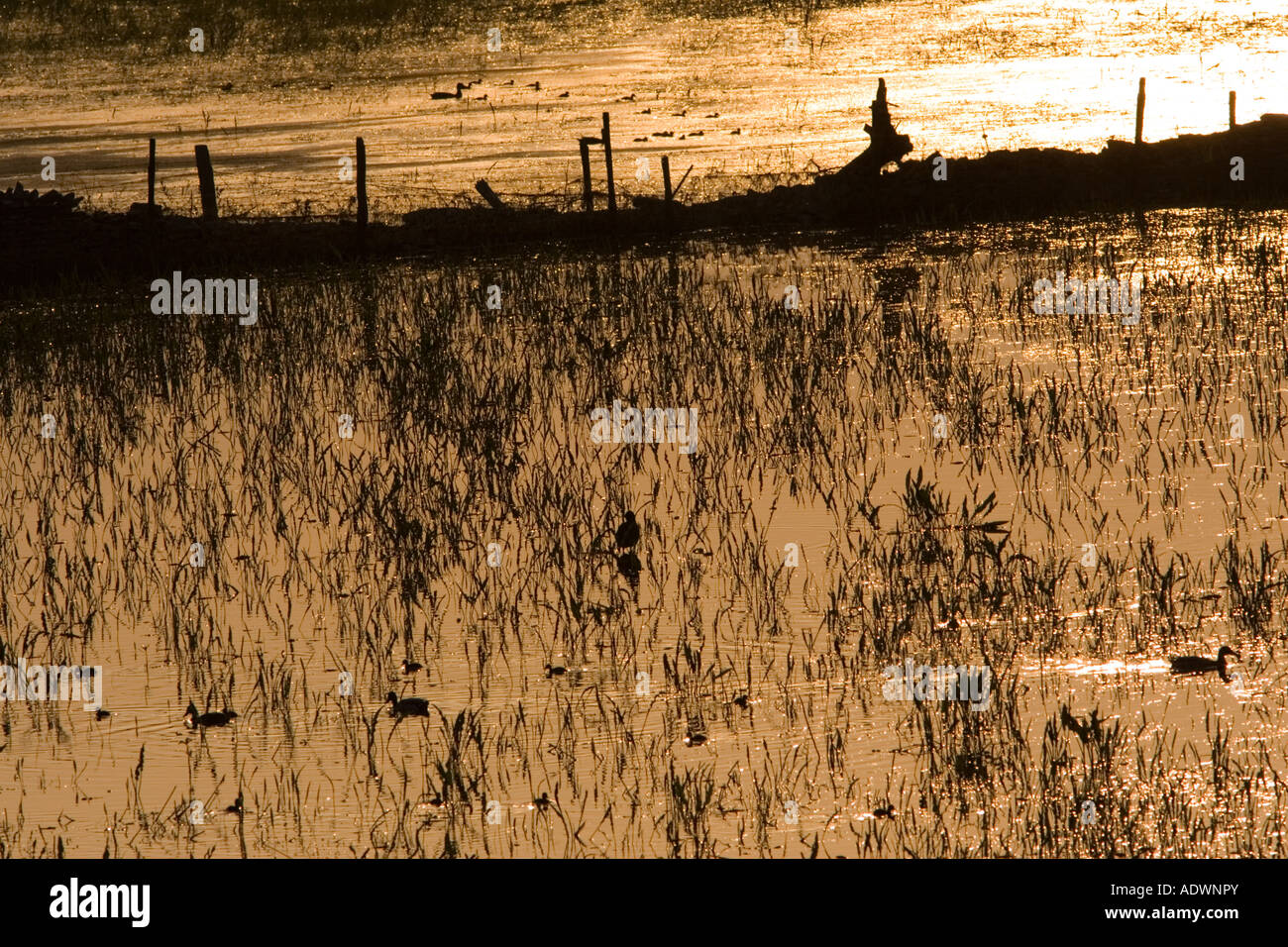 Le anatre e le ochette nel prato allagato Oxfordshire England Regno Unito Foto Stock