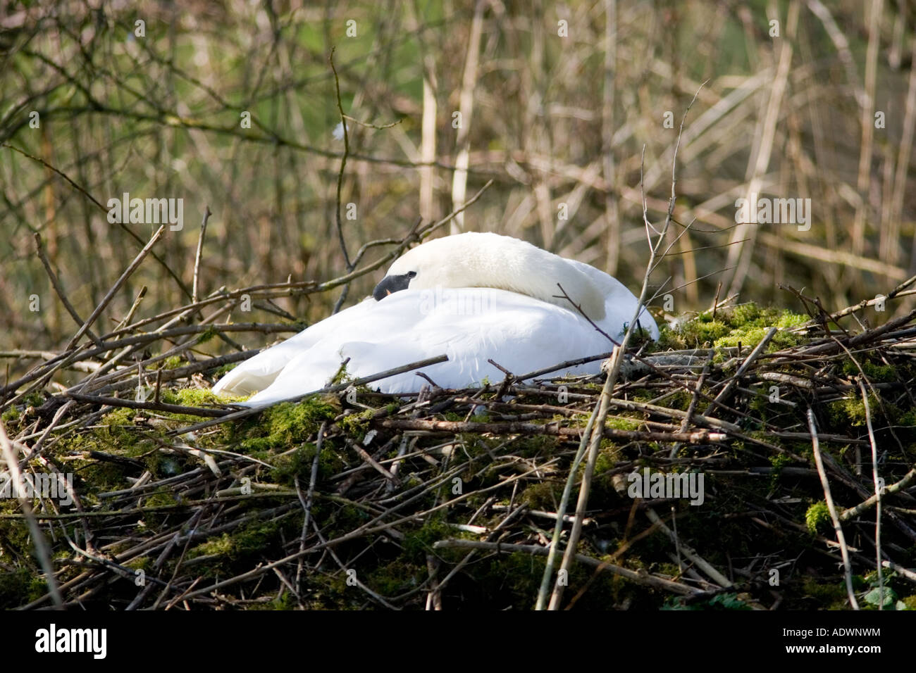 Femmina di cigno addormentato sul nido di muschio e rametti di Donnington Gloucestershire Cotswolds England Regno Unito Foto Stock