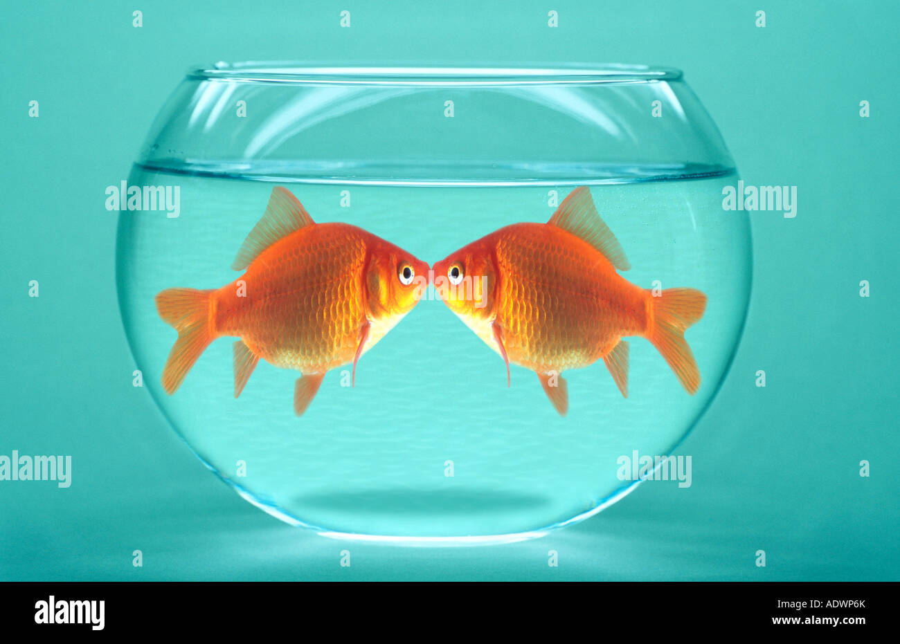 Amanti del pesce rosso Foto Stock
