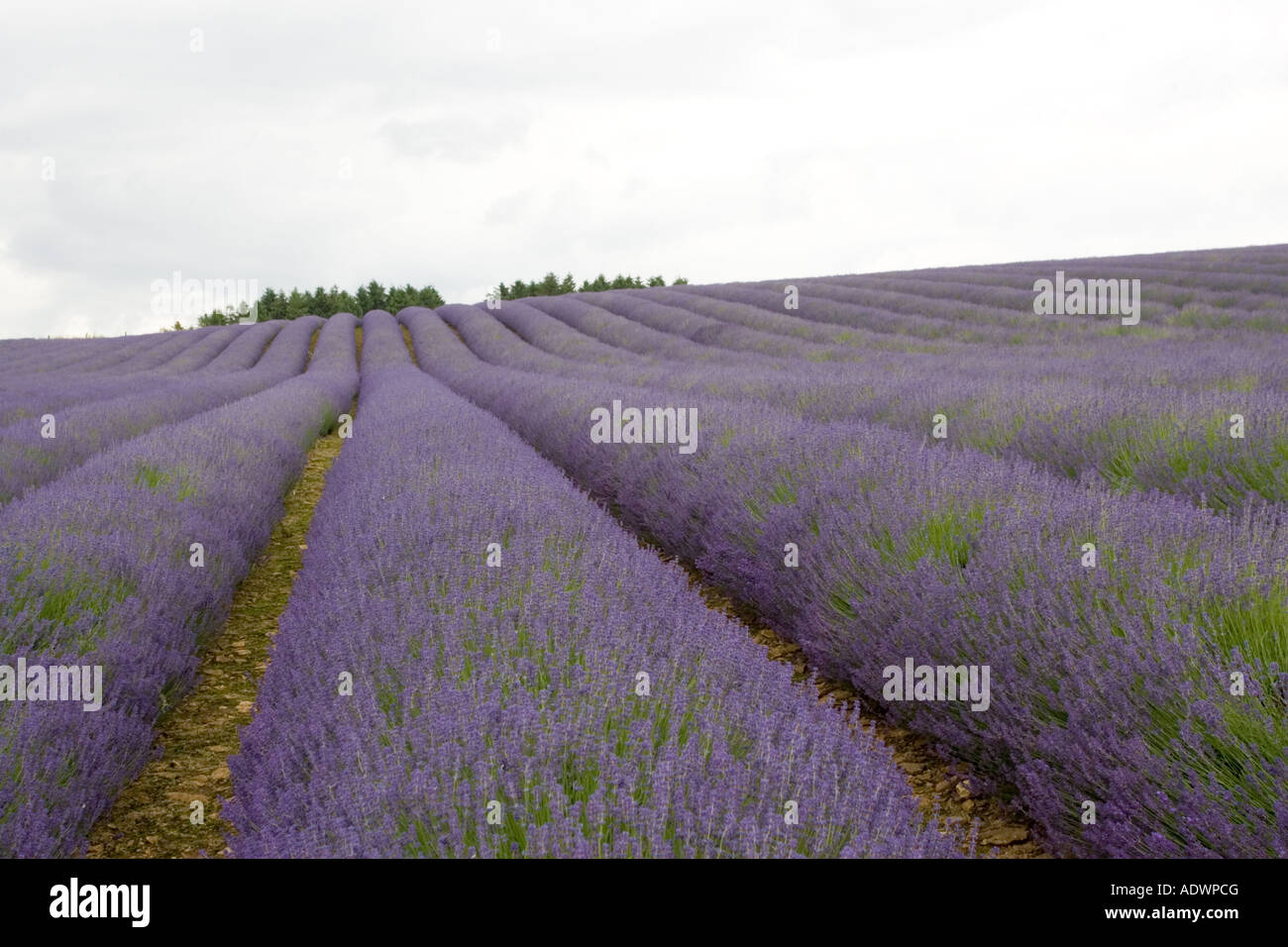 Snowshill campo di lavanda Worcestershire Regno Unito i Cotswolds Foto Stock