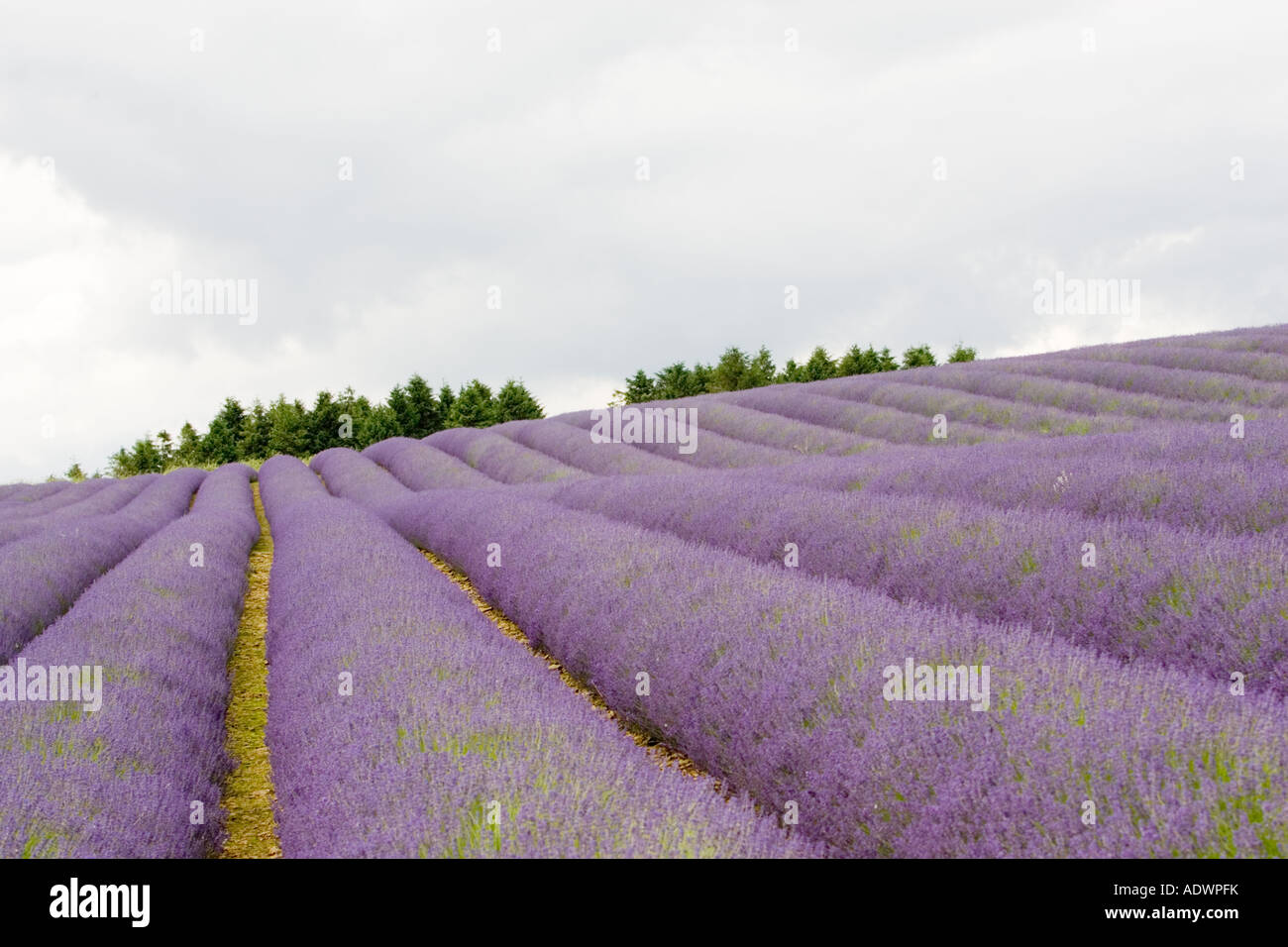 Snowshill campo di lavanda Worcestershire Regno Unito i Cotswolds Foto Stock