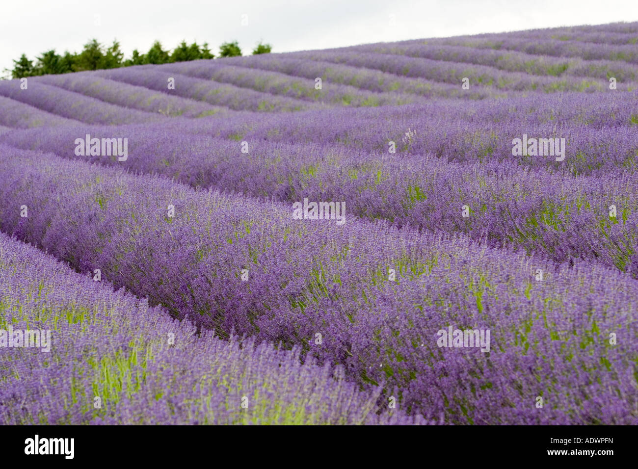 Snowshill campo di lavanda Worcestershire Regno Unito i Cotswolds Foto Stock