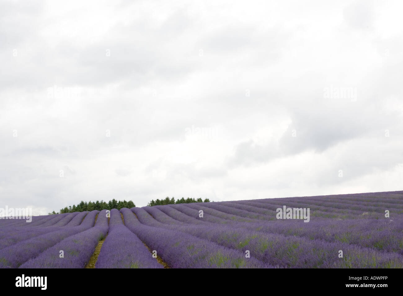 Snowshill campo di lavanda Worcestershire Regno Unito i Cotswolds Foto Stock