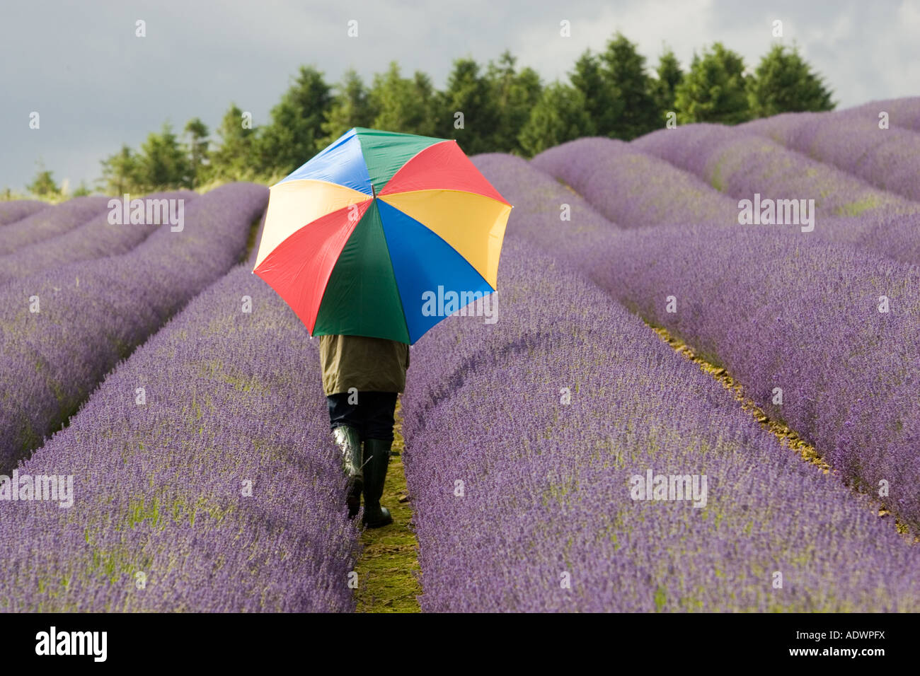 Donna cammina attraverso Snowshill campo di lavanda Worcestershire Regno Unito i Cotswolds Foto Stock