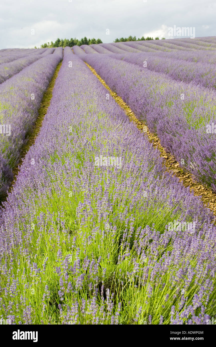 Snowshill campo di lavanda Worcestershire Regno Unito i Cotswolds Foto Stock