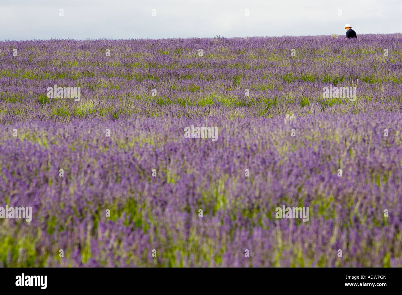 L'uomo cammina attraverso Snowshill campo di lavanda Worcestershire Regno Unito i Cotswolds Foto Stock