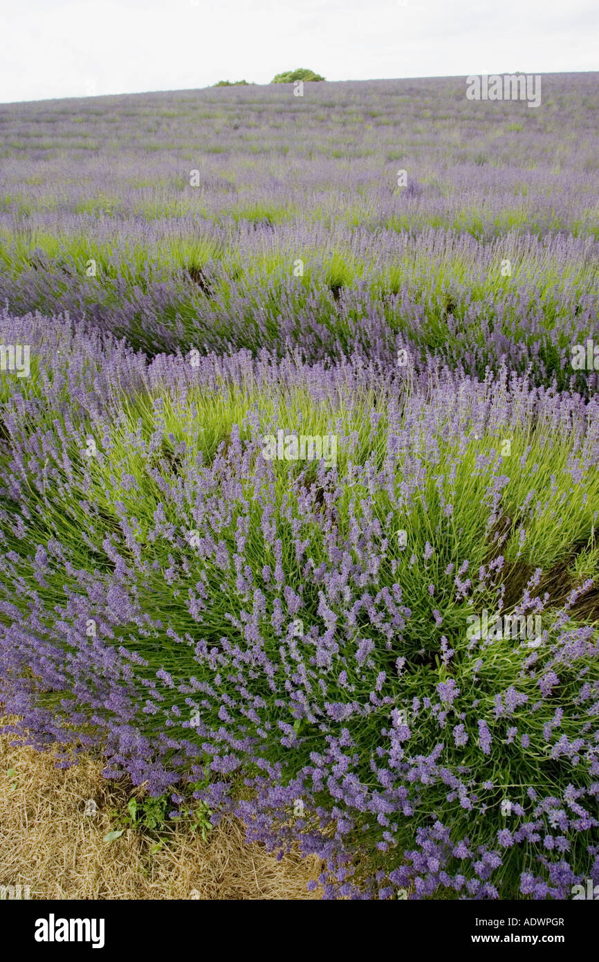 Snowshill campo di lavanda Worcestershire Regno Unito i Cotswolds Foto Stock