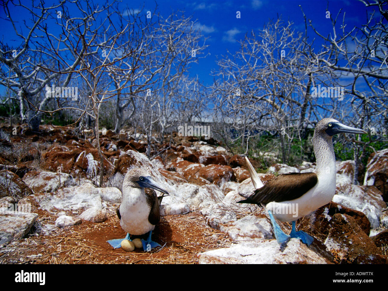 Blue footed Booby uccelli di proteggere le loro uova sulle isole Galapagos Ecuador Foto Stock