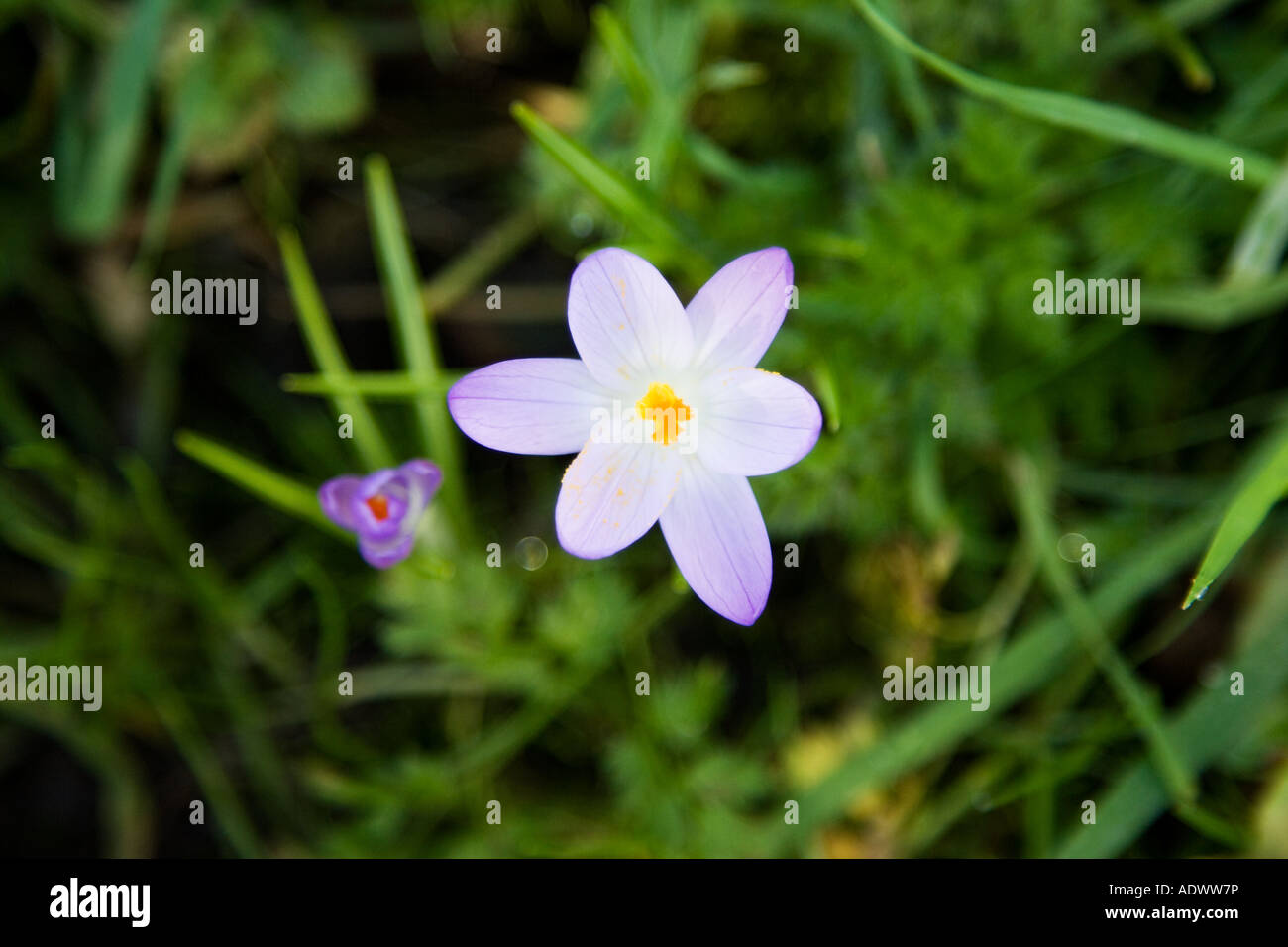 Crocus cresce in Oxfordshire woodland Costwolds Regno Unito Foto Stock