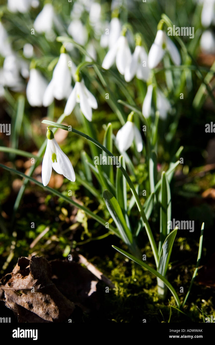 Snowdrops in Oxfordshire woodland England Regno Unito Foto Stock