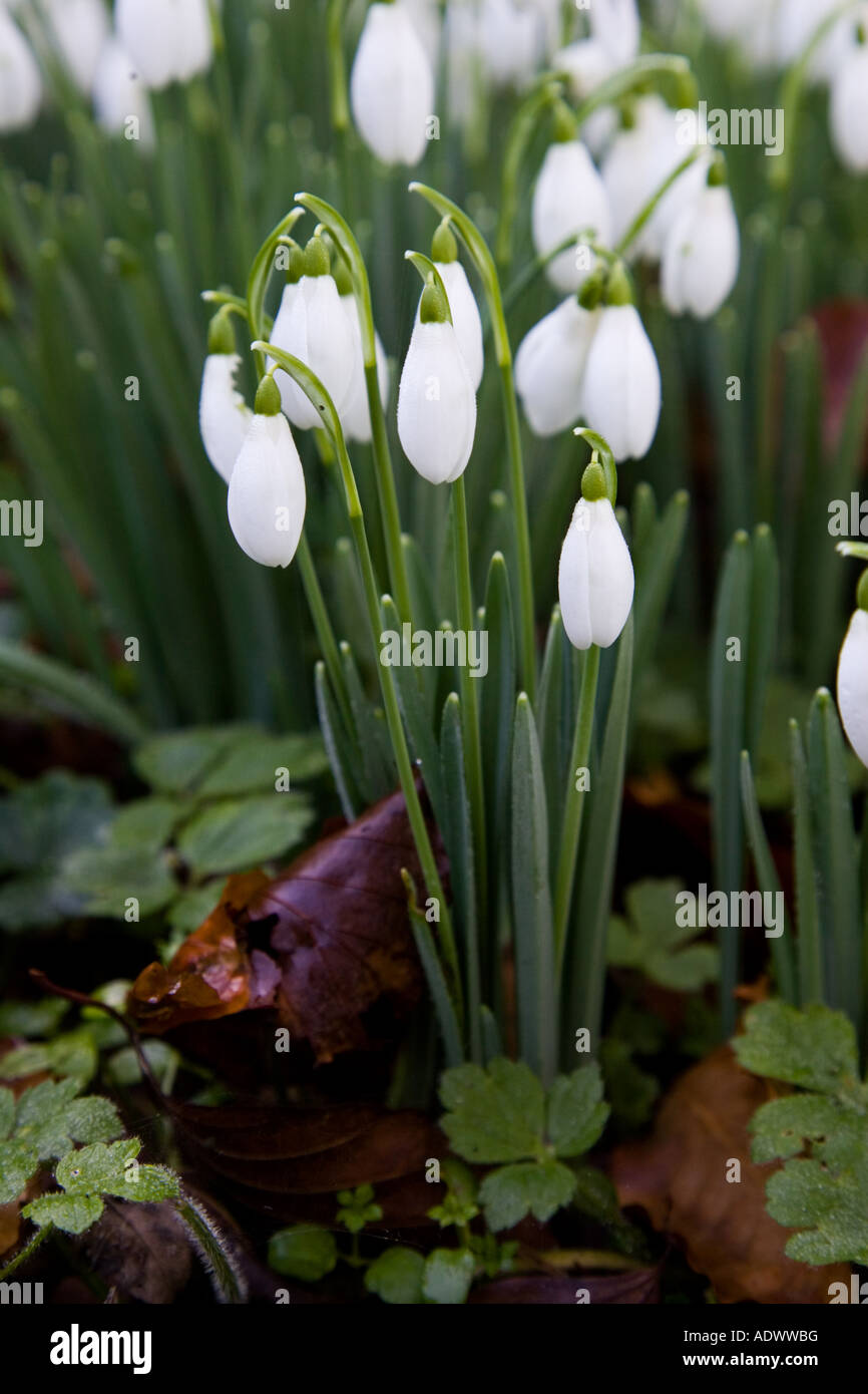 Snowdrops Oxfordshire England Regno Unito Foto Stock