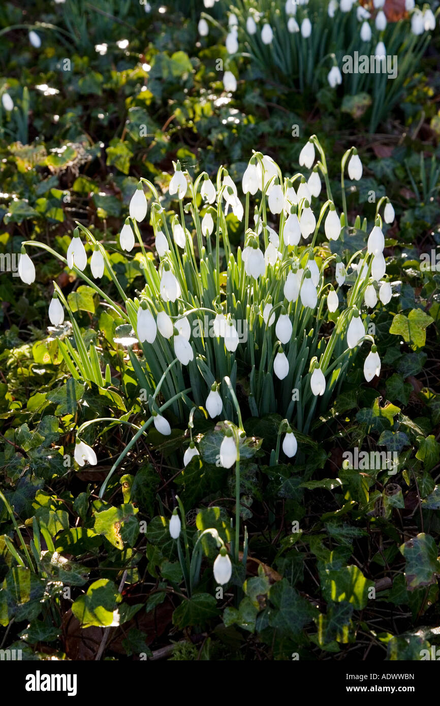 Snowdrops in Oxfordshire woodland England Regno Unito Foto Stock