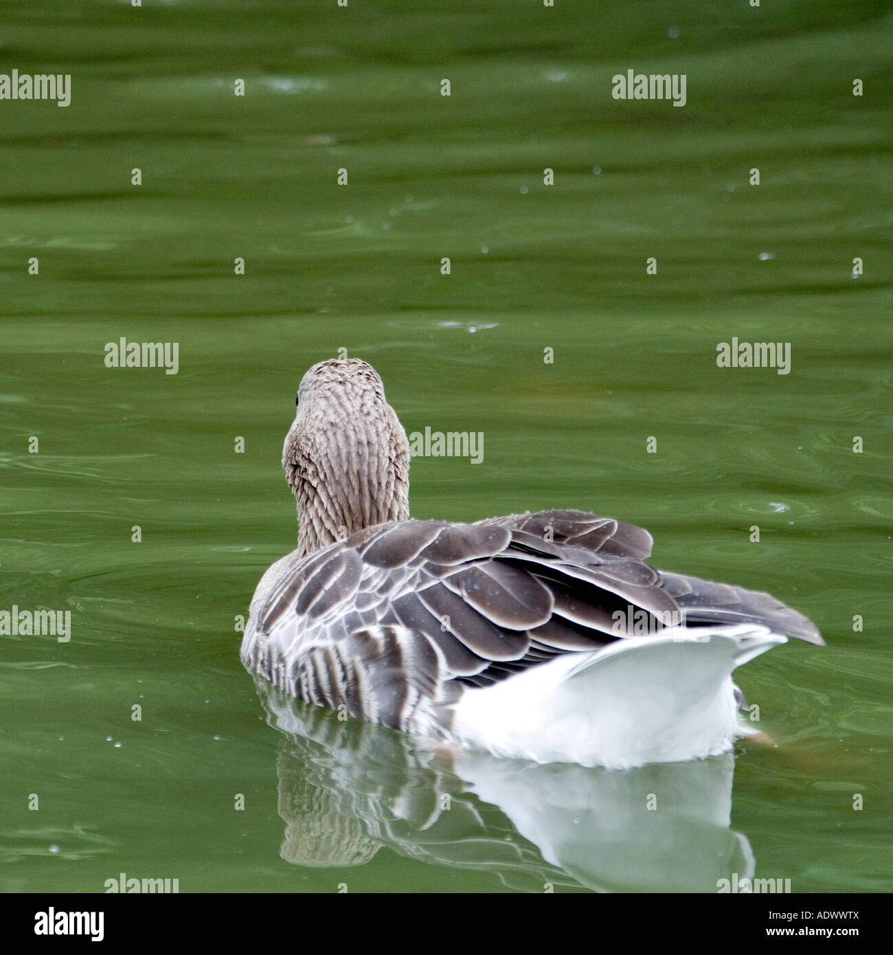 Oca Graylag - Anser anser Foto Stock