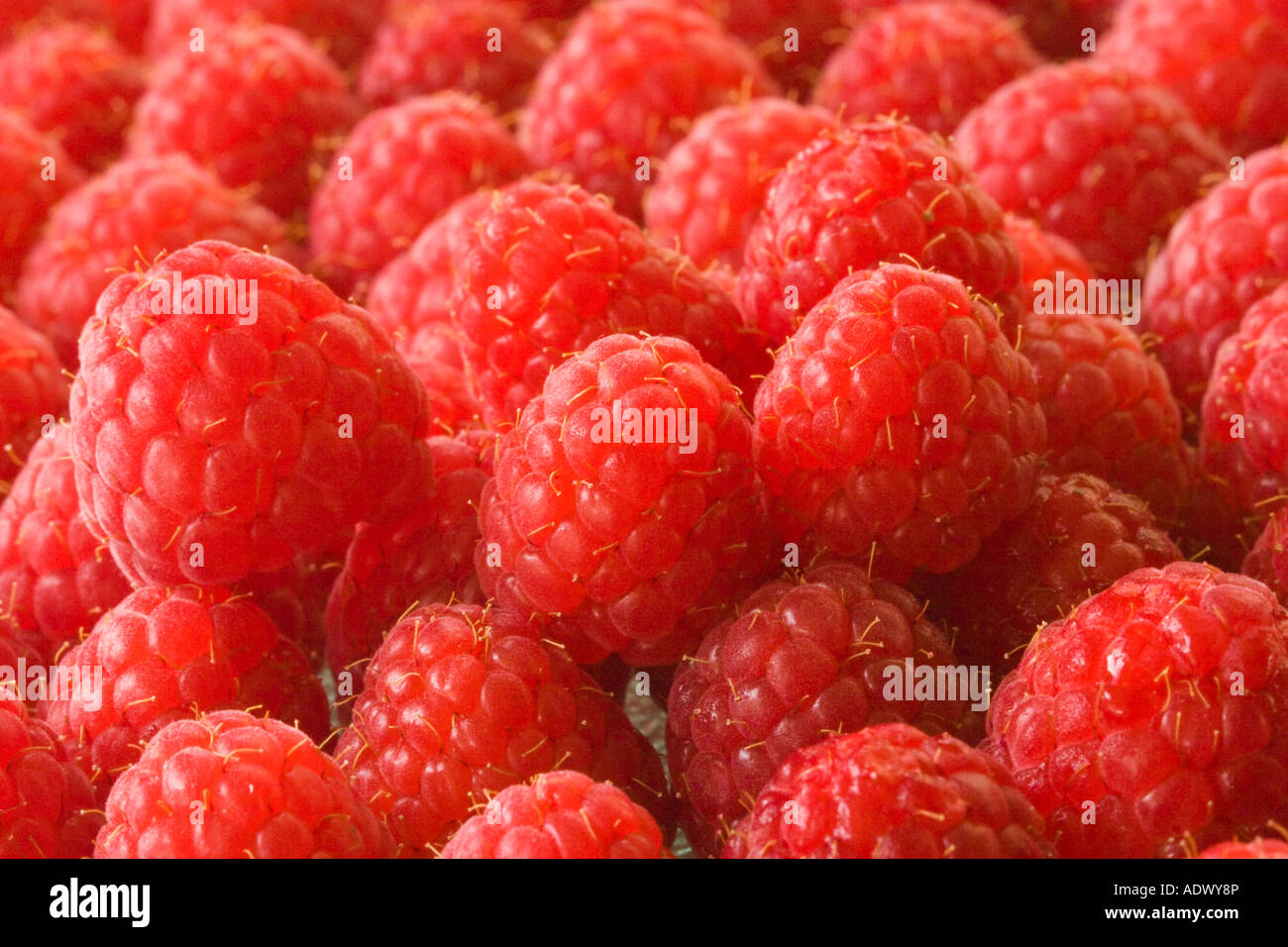 Raspeberries esposti per la vendita Foto Stock