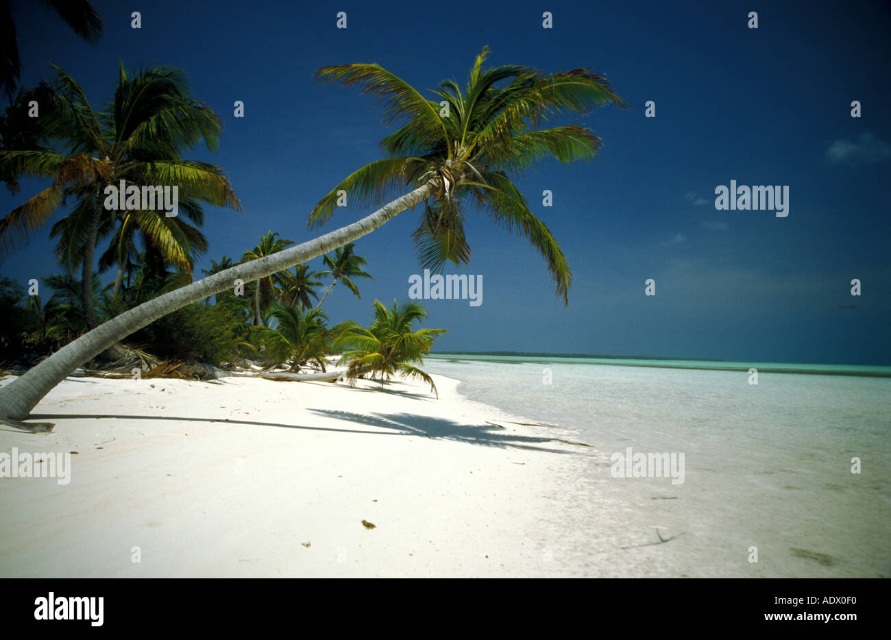 Australia, Isole Cocos Keeling, palme in spiaggia Foto Stock