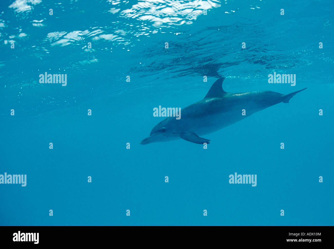 Avvistato Delfino Stenella frontalis Atlantico Mar dei Caraibi Bahamas Foto Stock