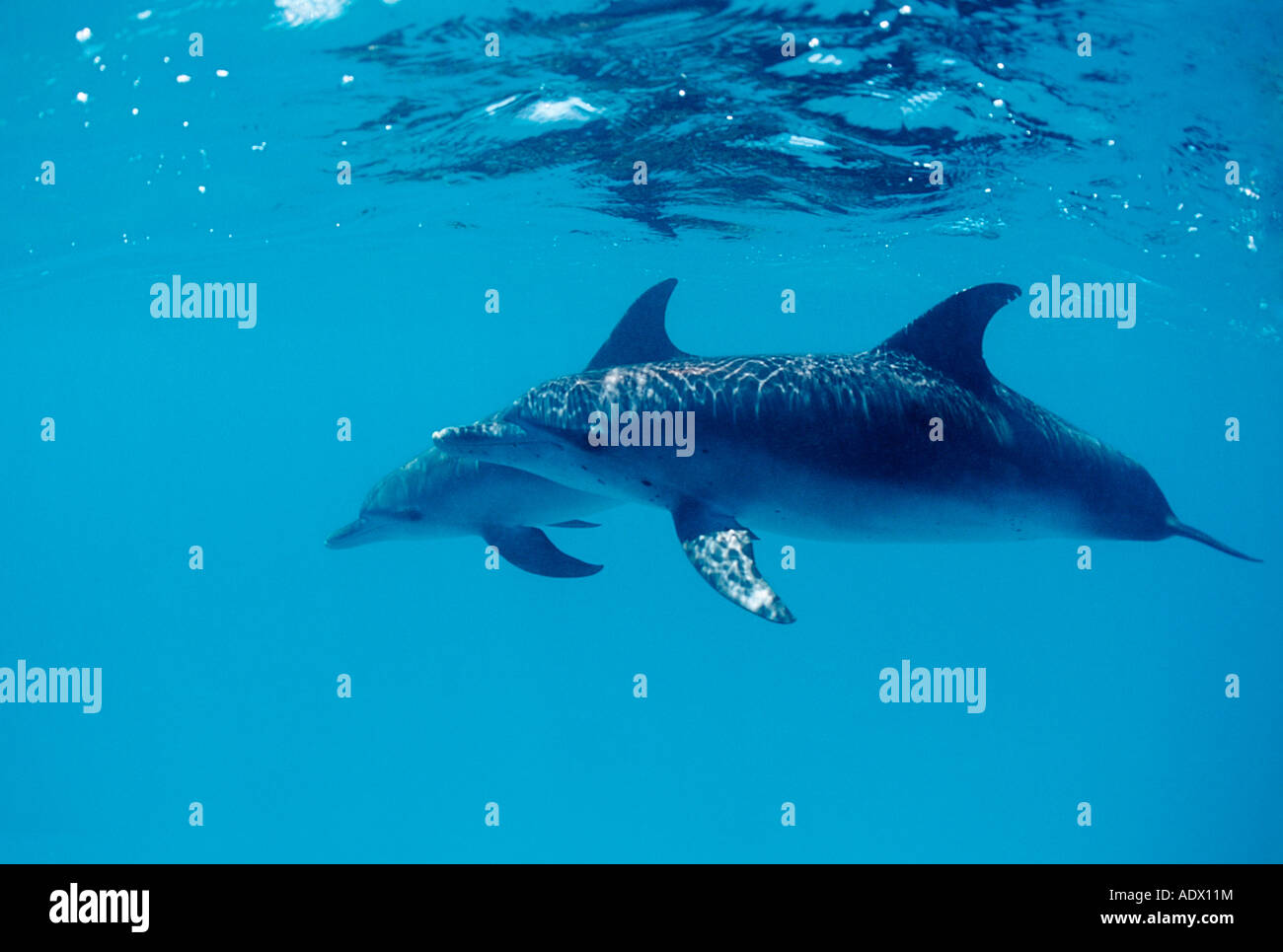 Avvistati i delfini Stenella frontalis Atlantico Mar dei Caraibi Bahamas Foto Stock