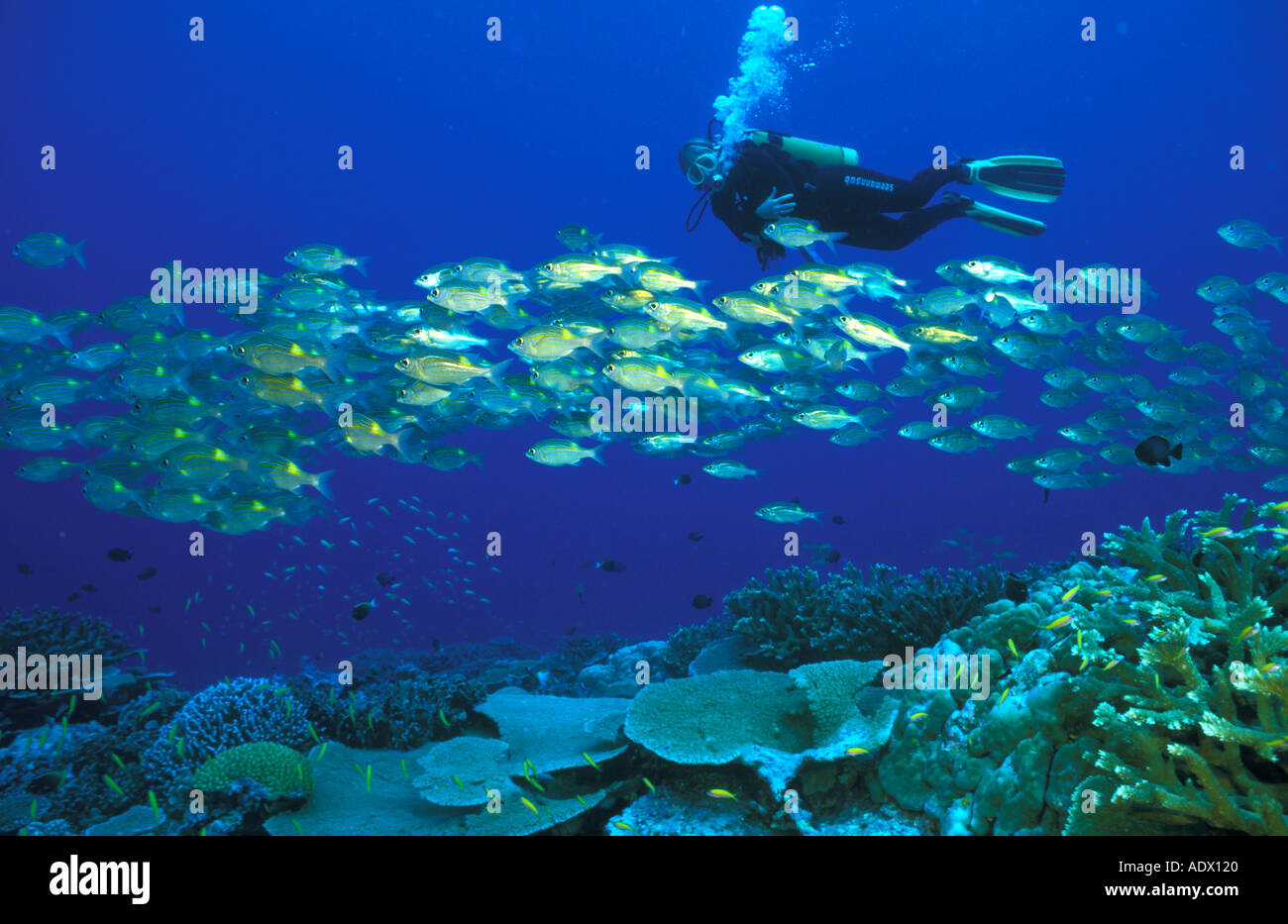 Scuola di pesce sulla barriera corallina mentre la persona nuoto nella muta, basso angolo di visione Foto Stock