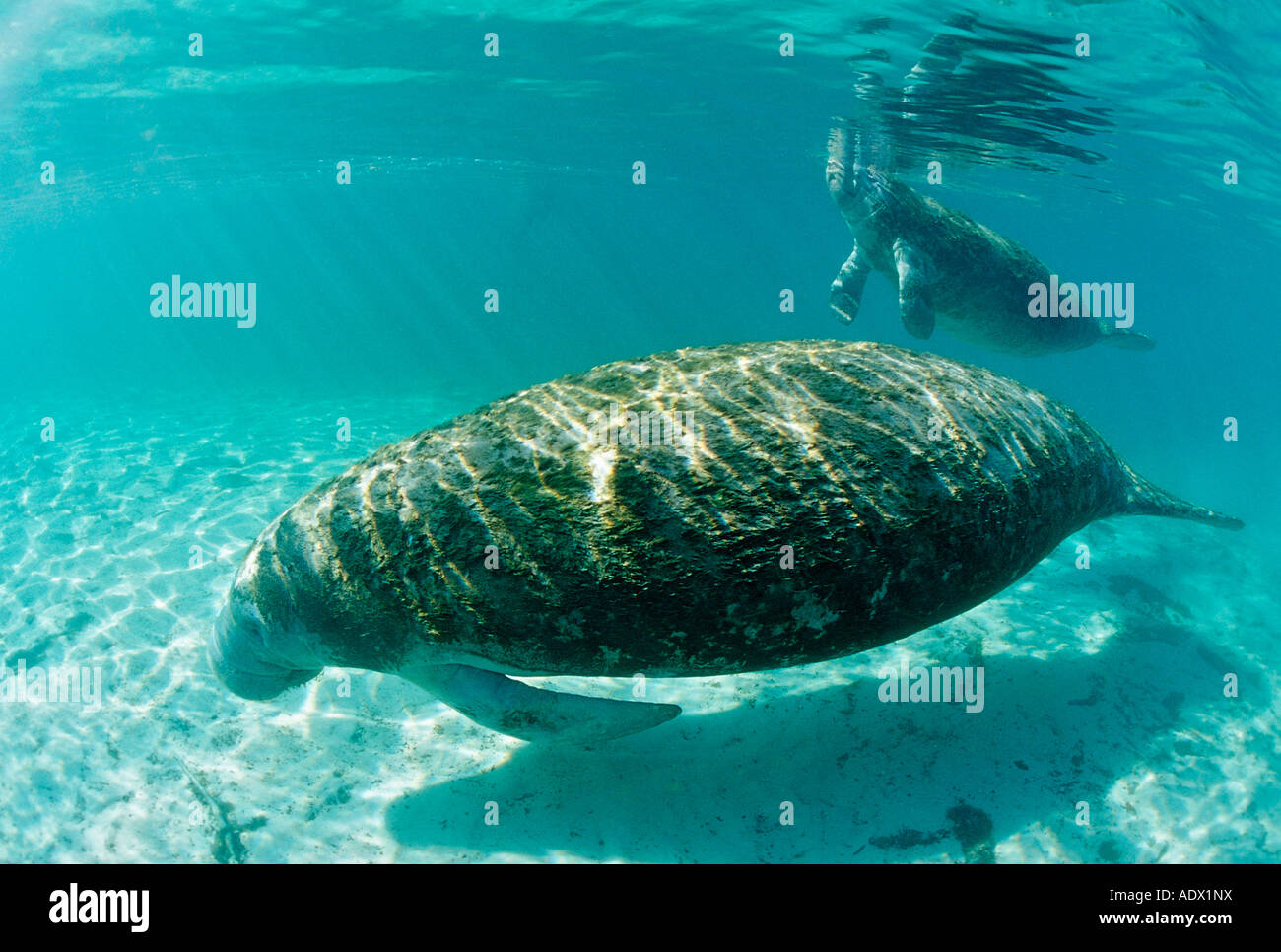 Lamantino con Calw Trichechus manatus latirostris Florida USA Foto Stock