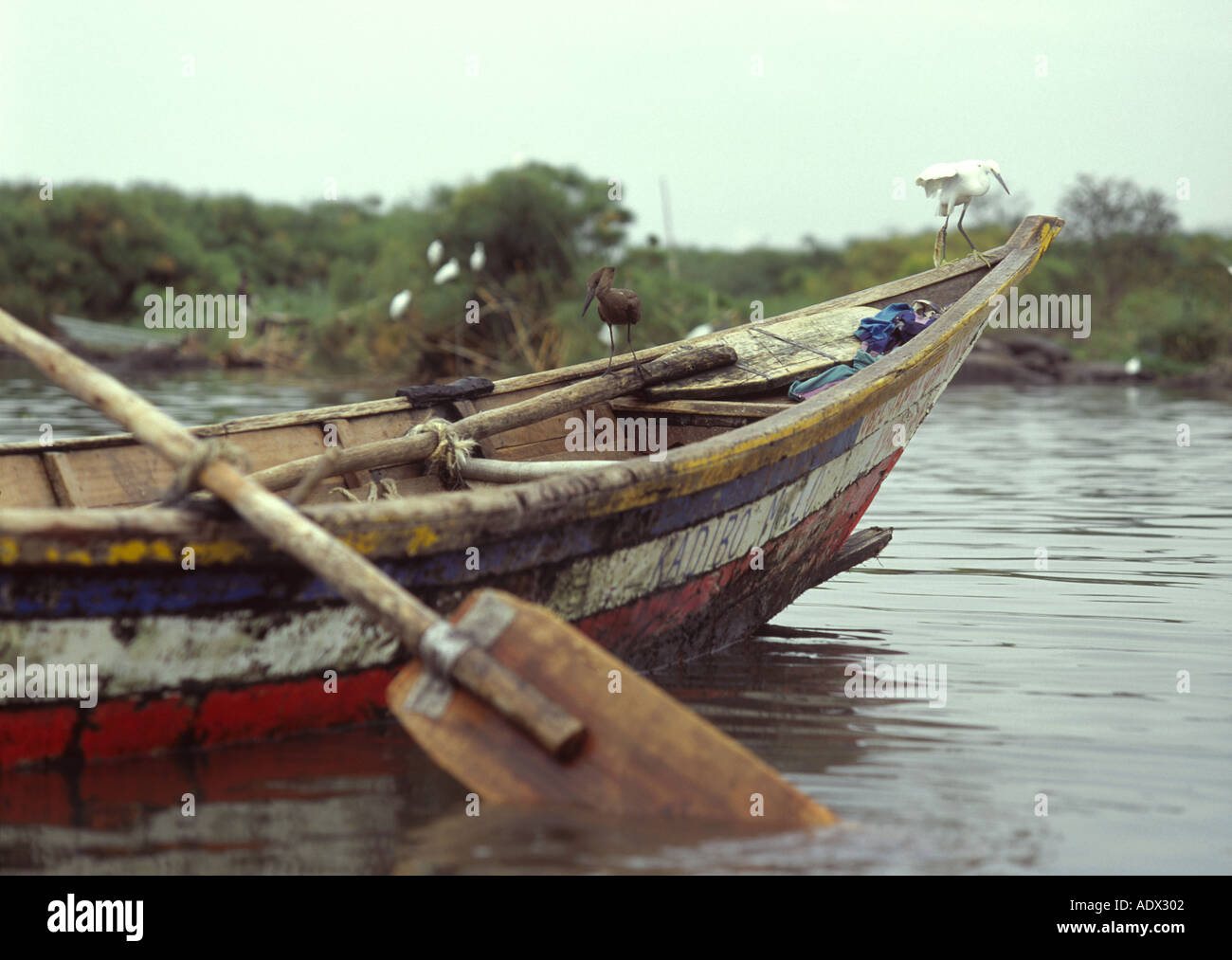 Kenya lago Victoria Hammerkop sulla barca gunwhale Foto Stock