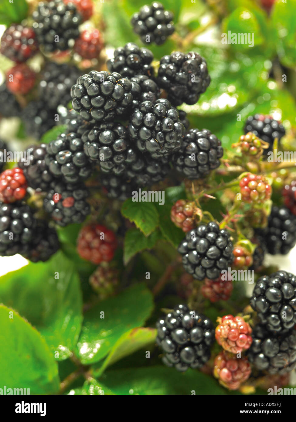 Blackberrries.more selvatiche in crescita e maturazione sulla boccola Foto Stock