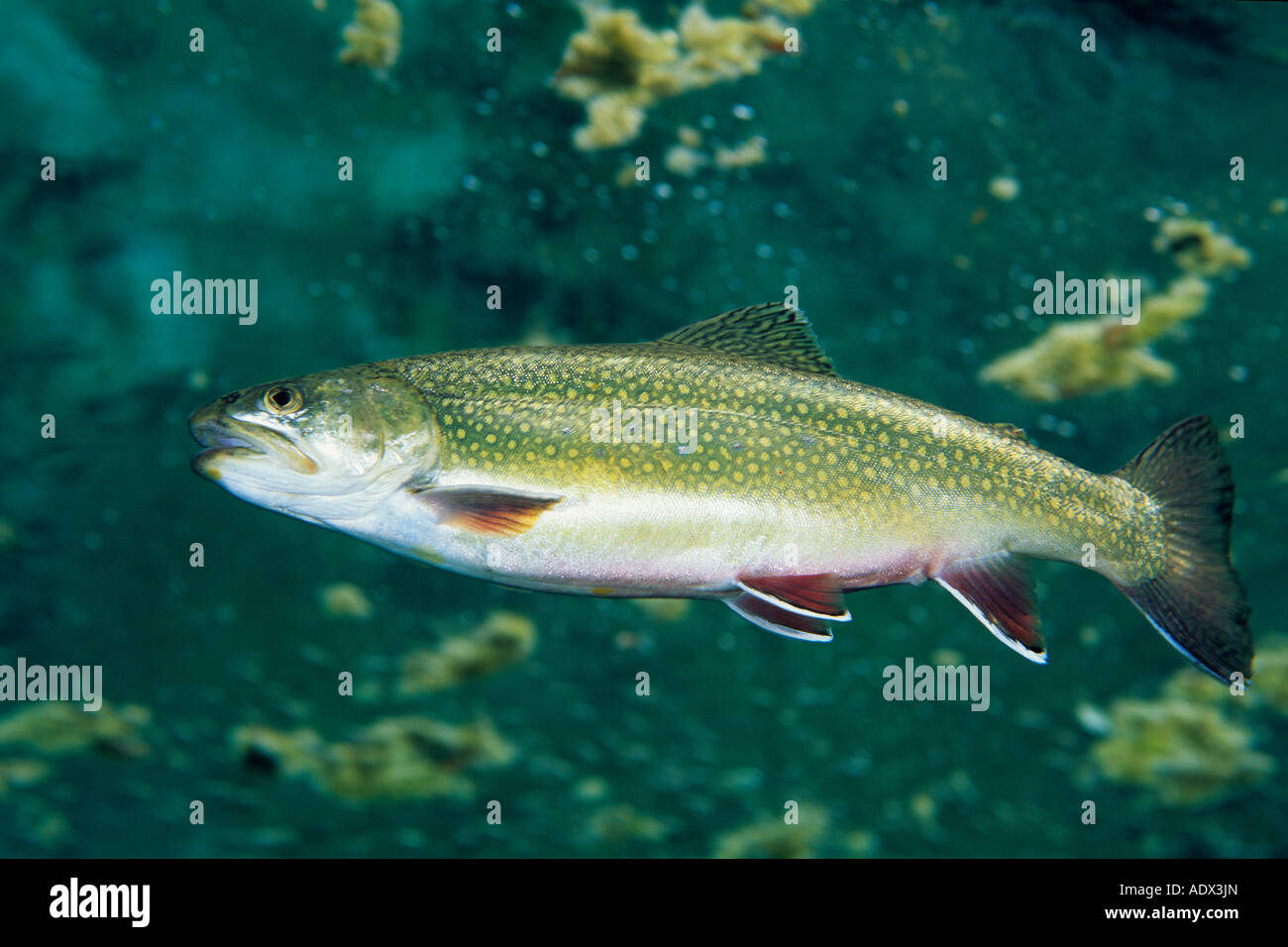 Trota Salmo trutta salvelinus Cornino Lago Friuli Italia Foto Stock