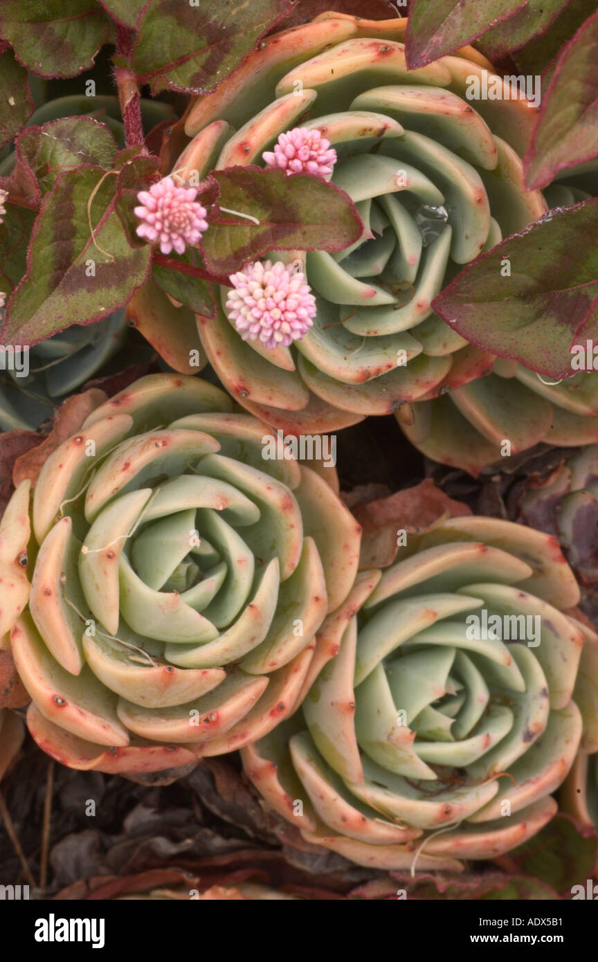 Echeveria elegans e Erigeron karvinskianus Fort Mason giardino comunità San Francisco CA Foto Stock