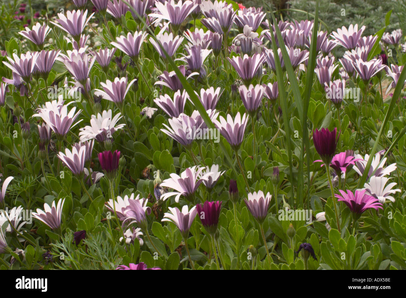 Campo di bianco e viola Osteospermum African Daisy Fort Mason giardino comunità San Francisco CA Foto Stock