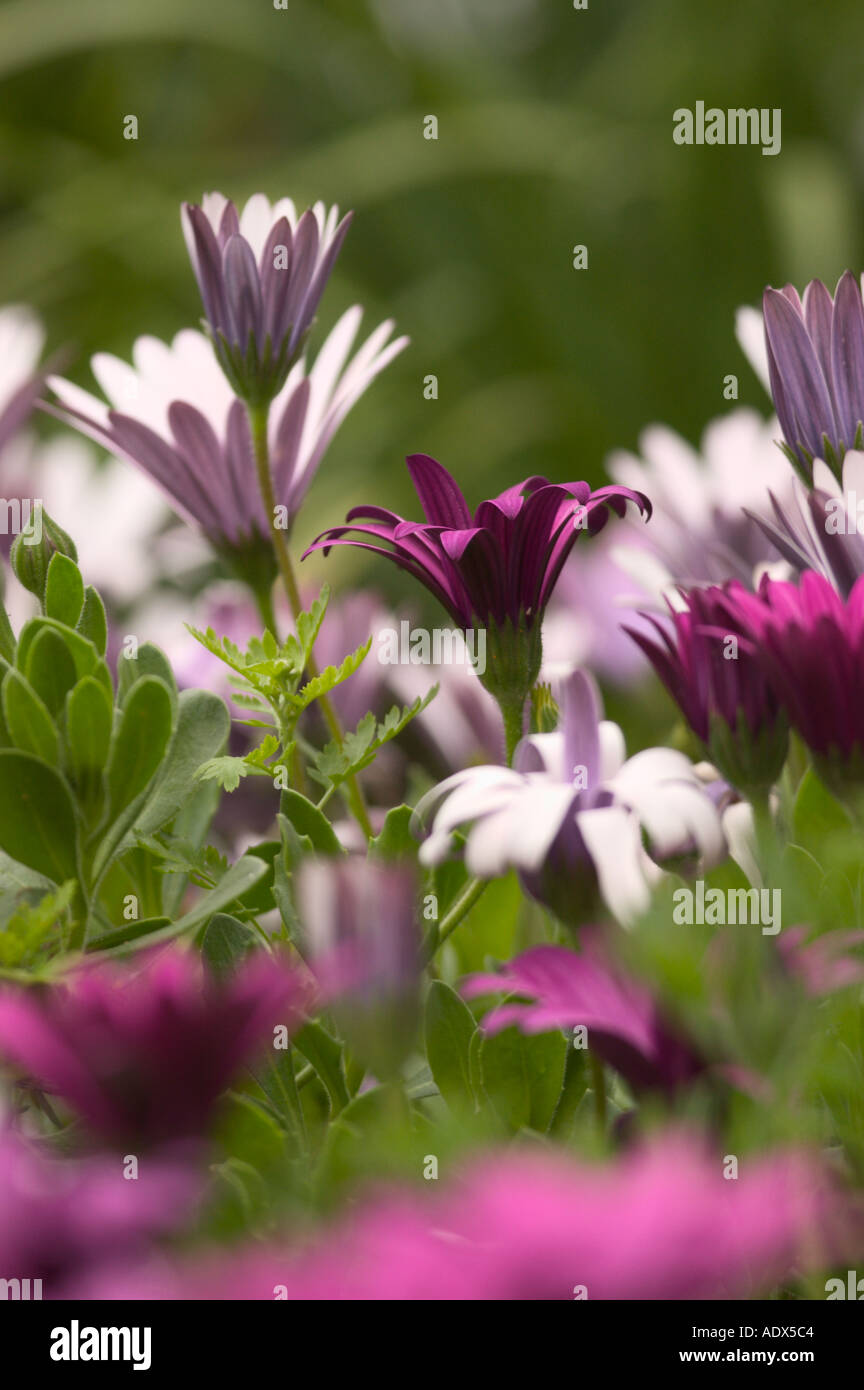 Campo di bianco e viola Osteospermum African Daisy Fort Mason giardino comunità San Francisco CA Foto Stock