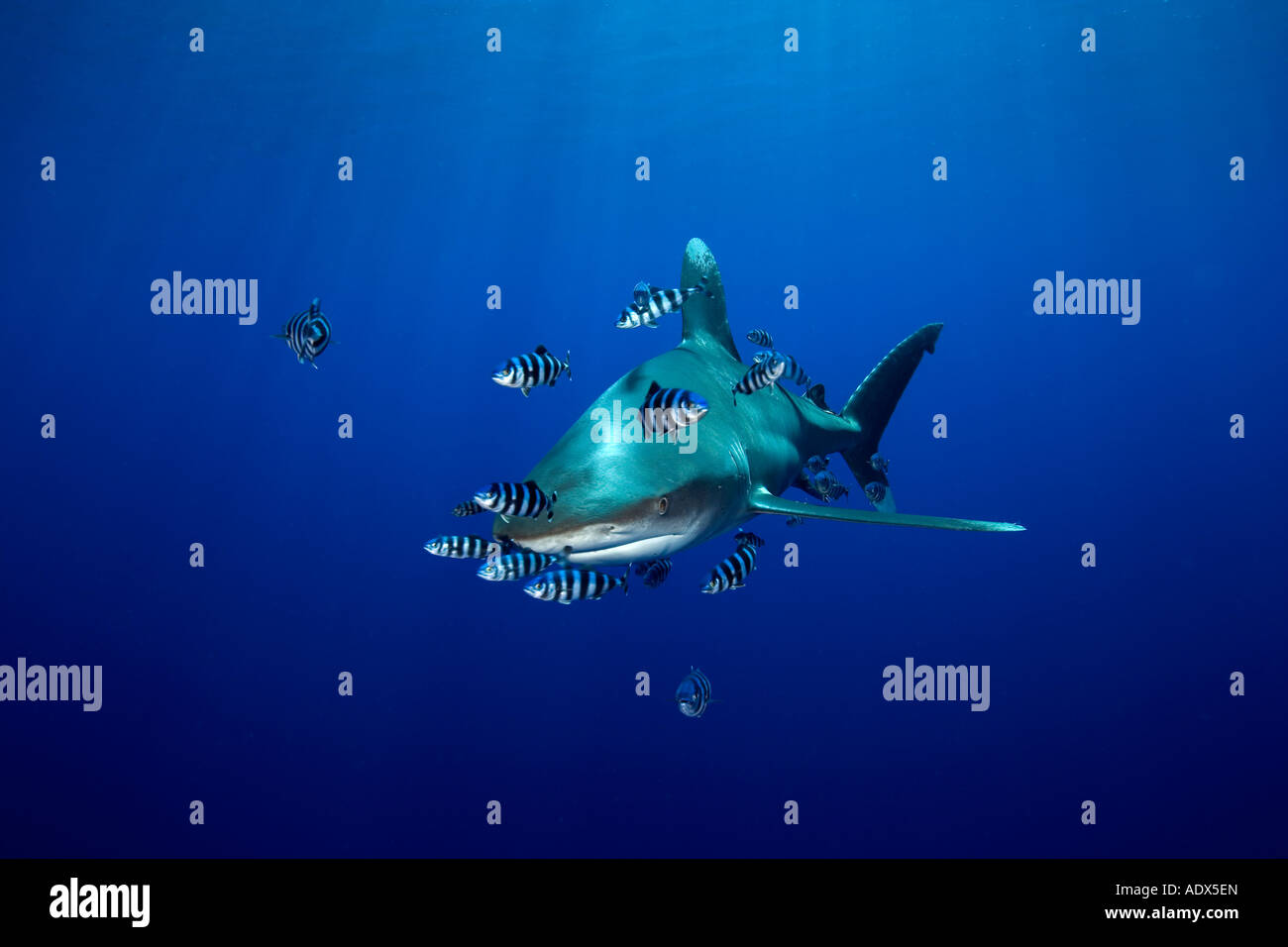 Lo squalo longimano Carcharhinus longimanus Mar Rosso in Egitto Foto Stock