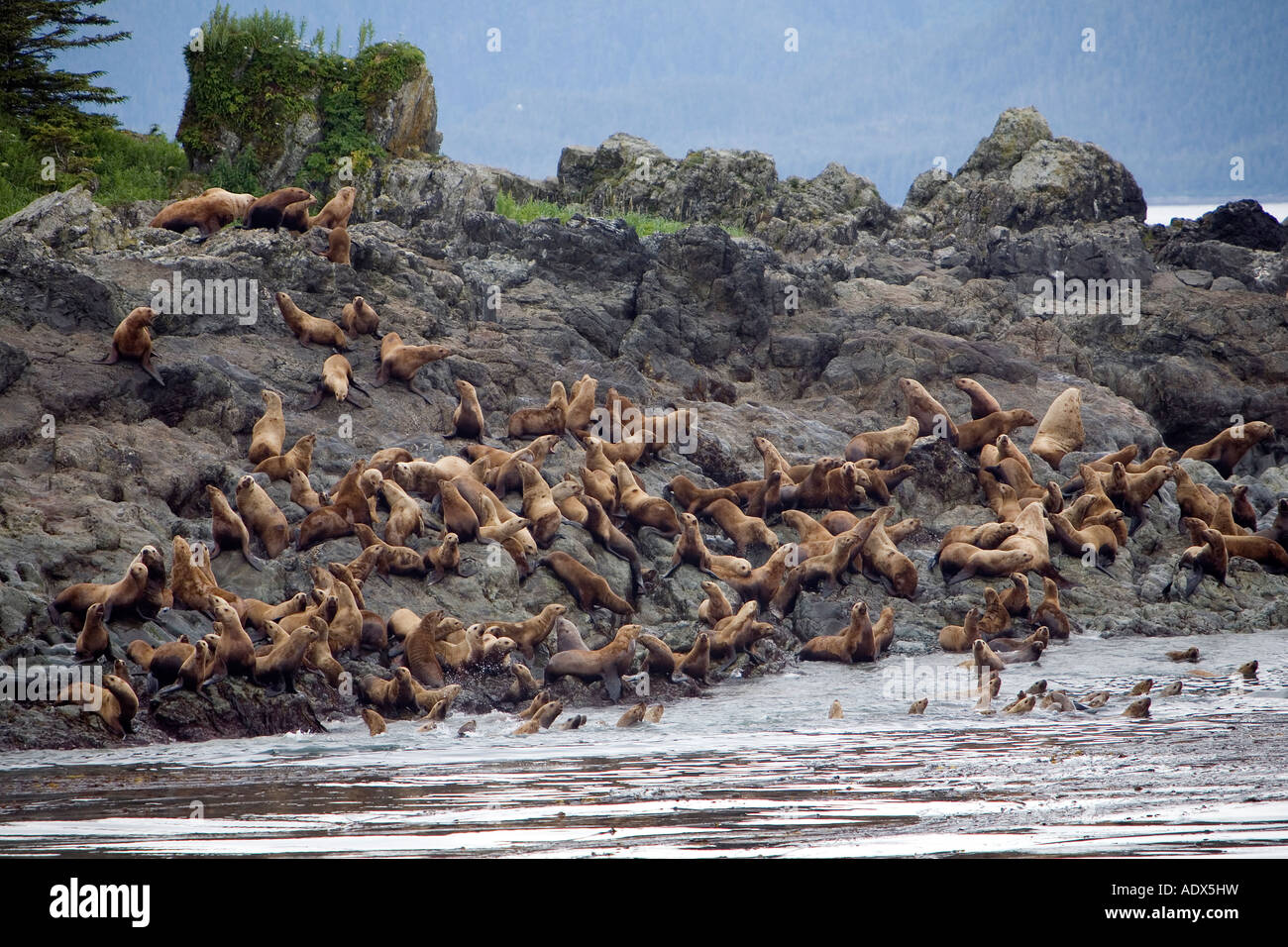 Colonia di Northern Sea Lion Eumetopias jubatus Yasha isola USA Alaska Foto Stock