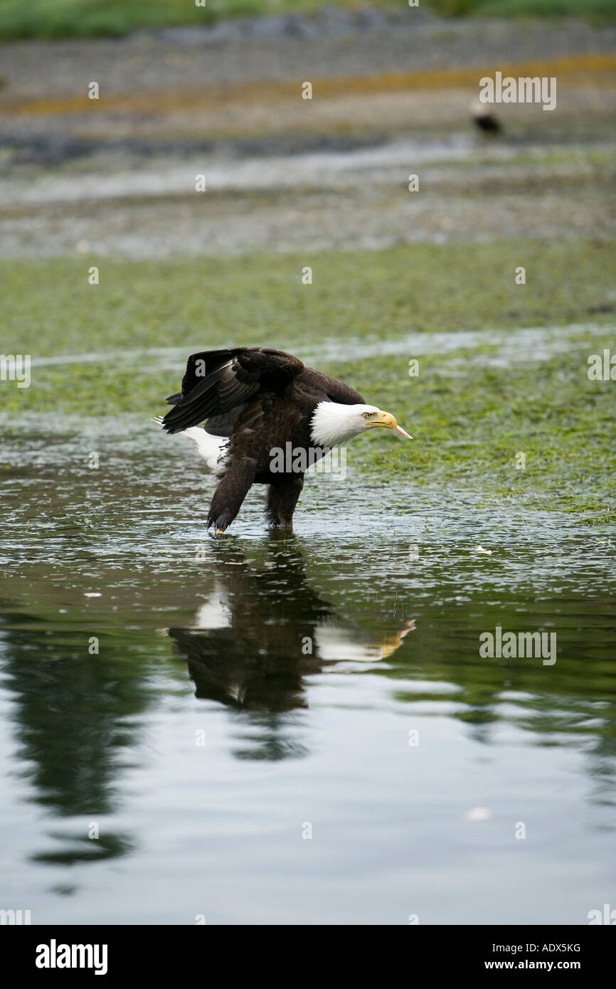 Aquila calva Haliaeetus leucocephalus Arcipelago Alexander USA Alaska Foto Stock