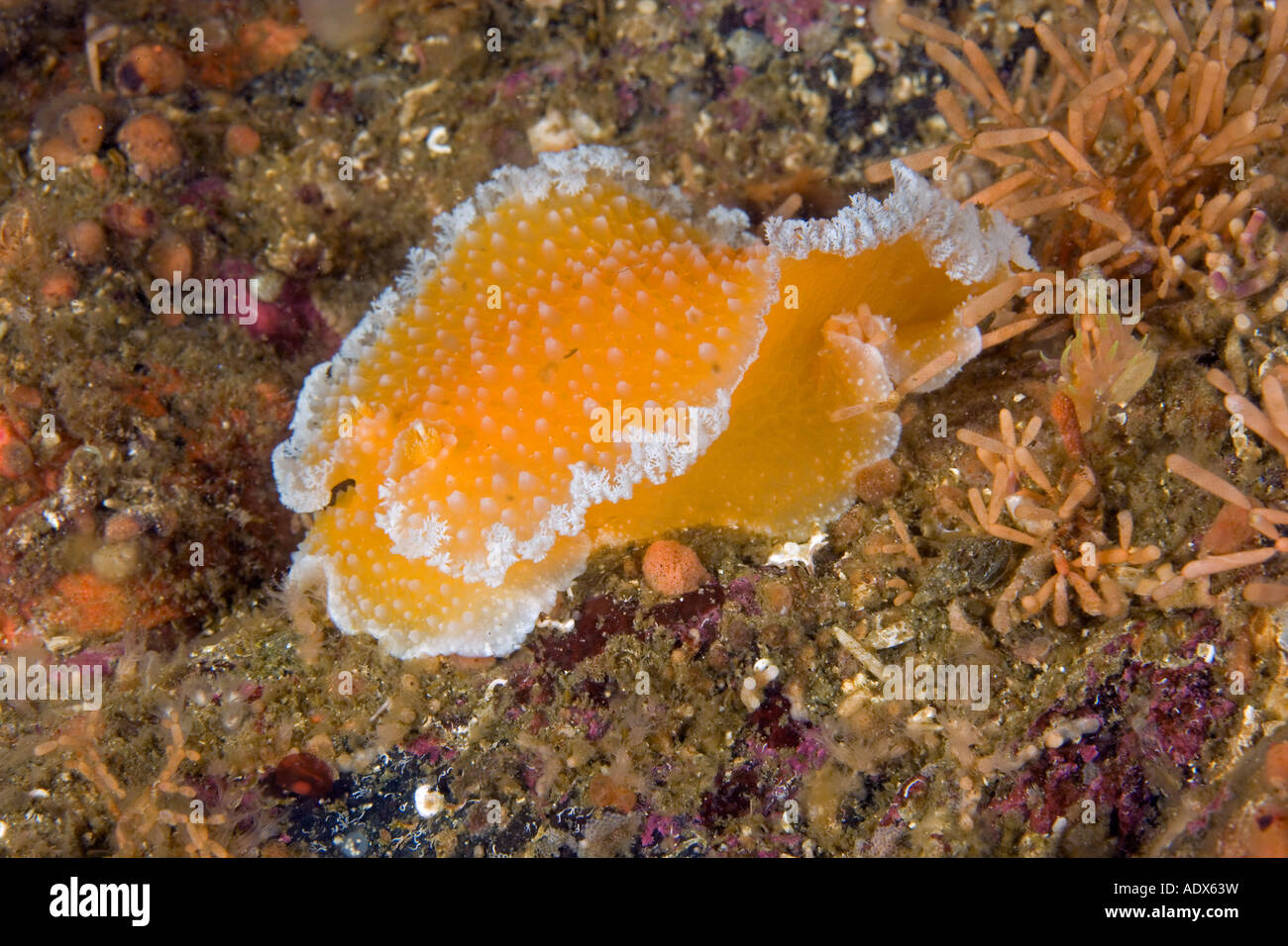 Buccia di arancia nudibranch Tochuina tetraqueta Arcipelago Alexander USA Alaska Foto Stock