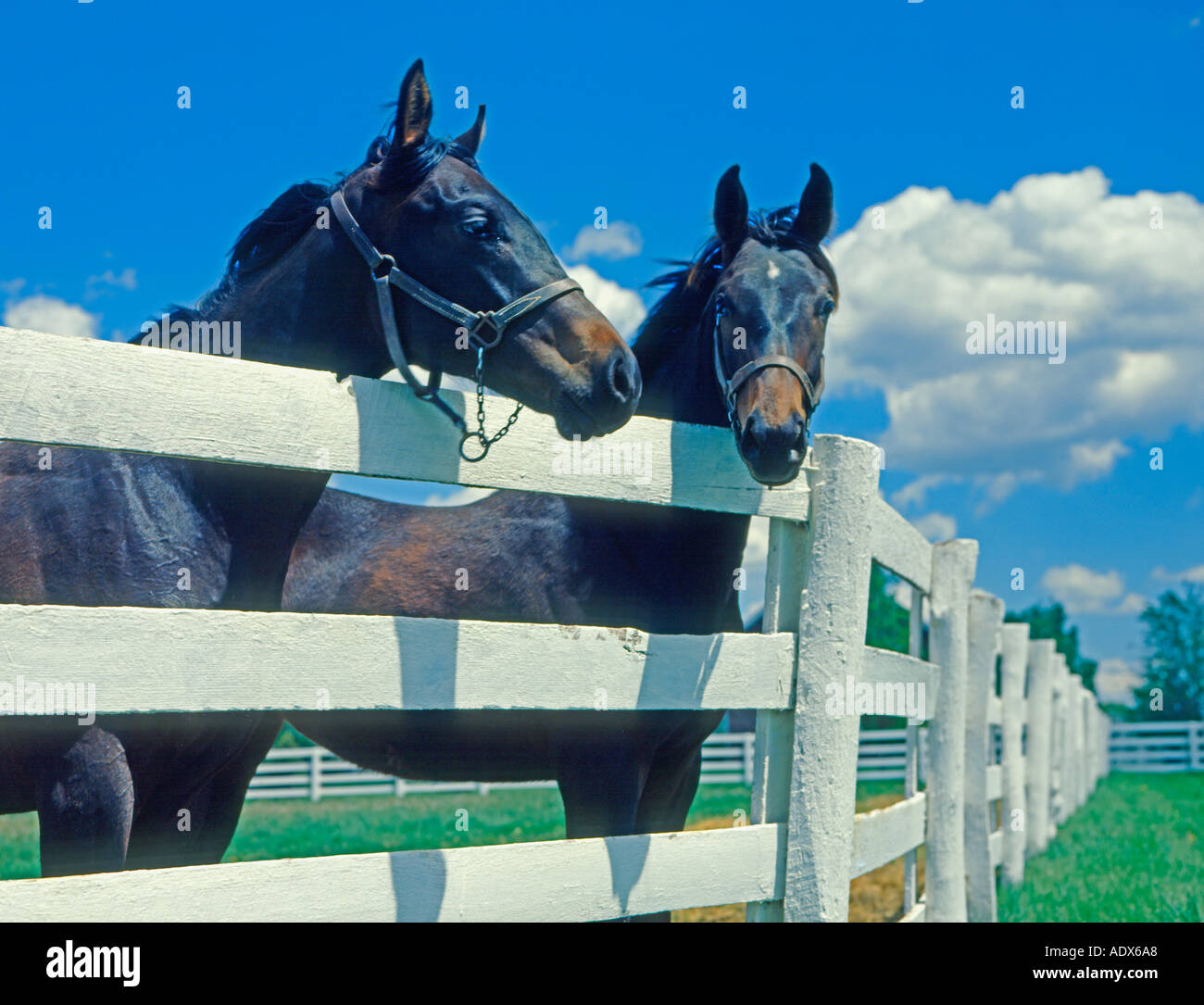 Due cavalli purosangue di pascolare su agriturismo vicino a Lexington Kentucky Foto Stock