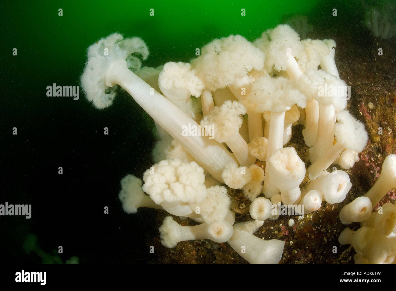 Bianco anemone piumati Metridium senile Columbia Britannica Oceano Pacifico Canada Foto Stock