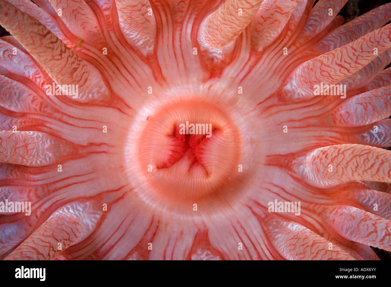 Dettaglio della bocca di un anemone cremisi Cribrinopsis fernaldi British Columbia Oceano Pacifico Canada Foto Stock