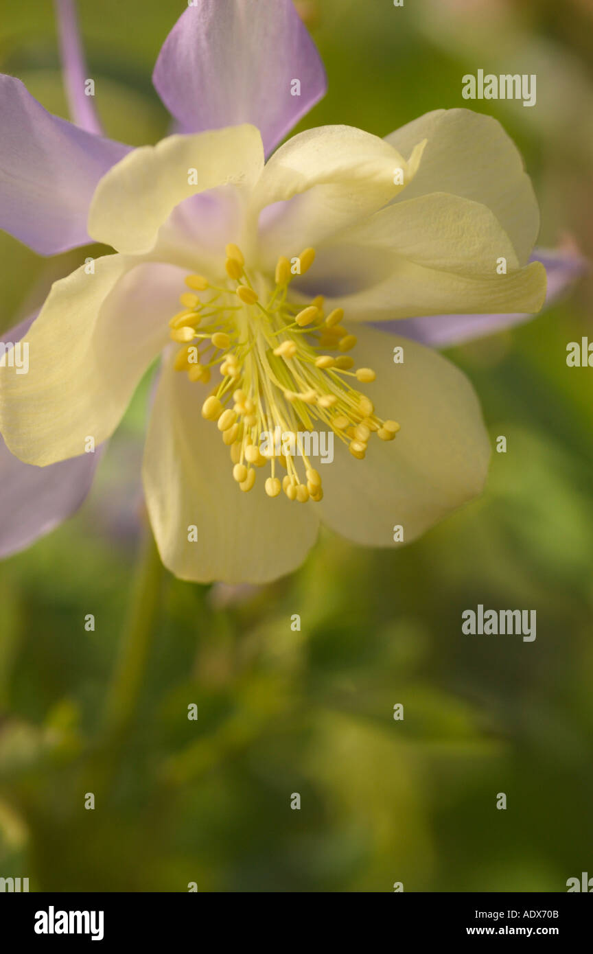 Columbine Fort Mason comunità giardino di San Francisco in California Foto Stock