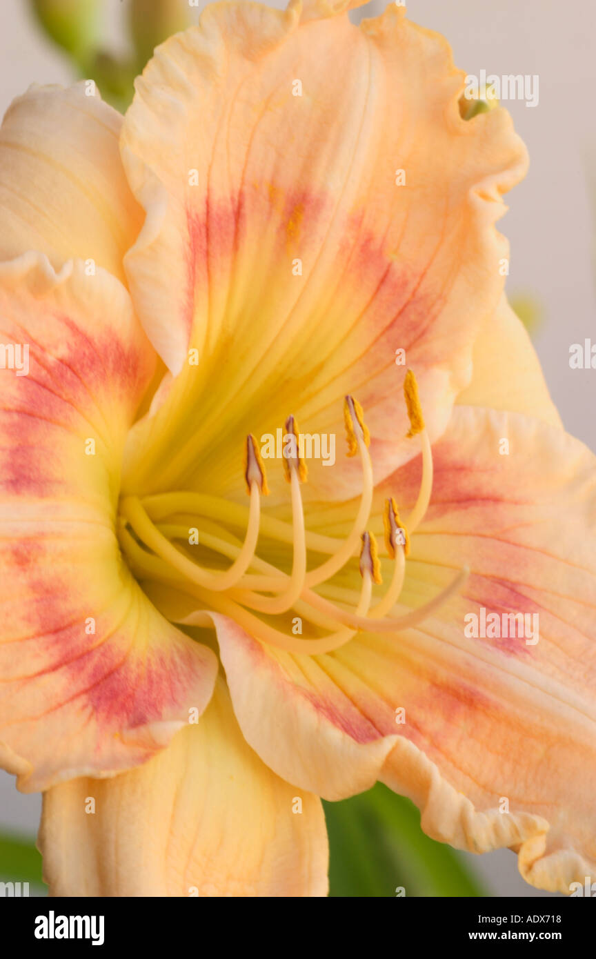 Hemerocallis Pug Yarborough Foto Stock