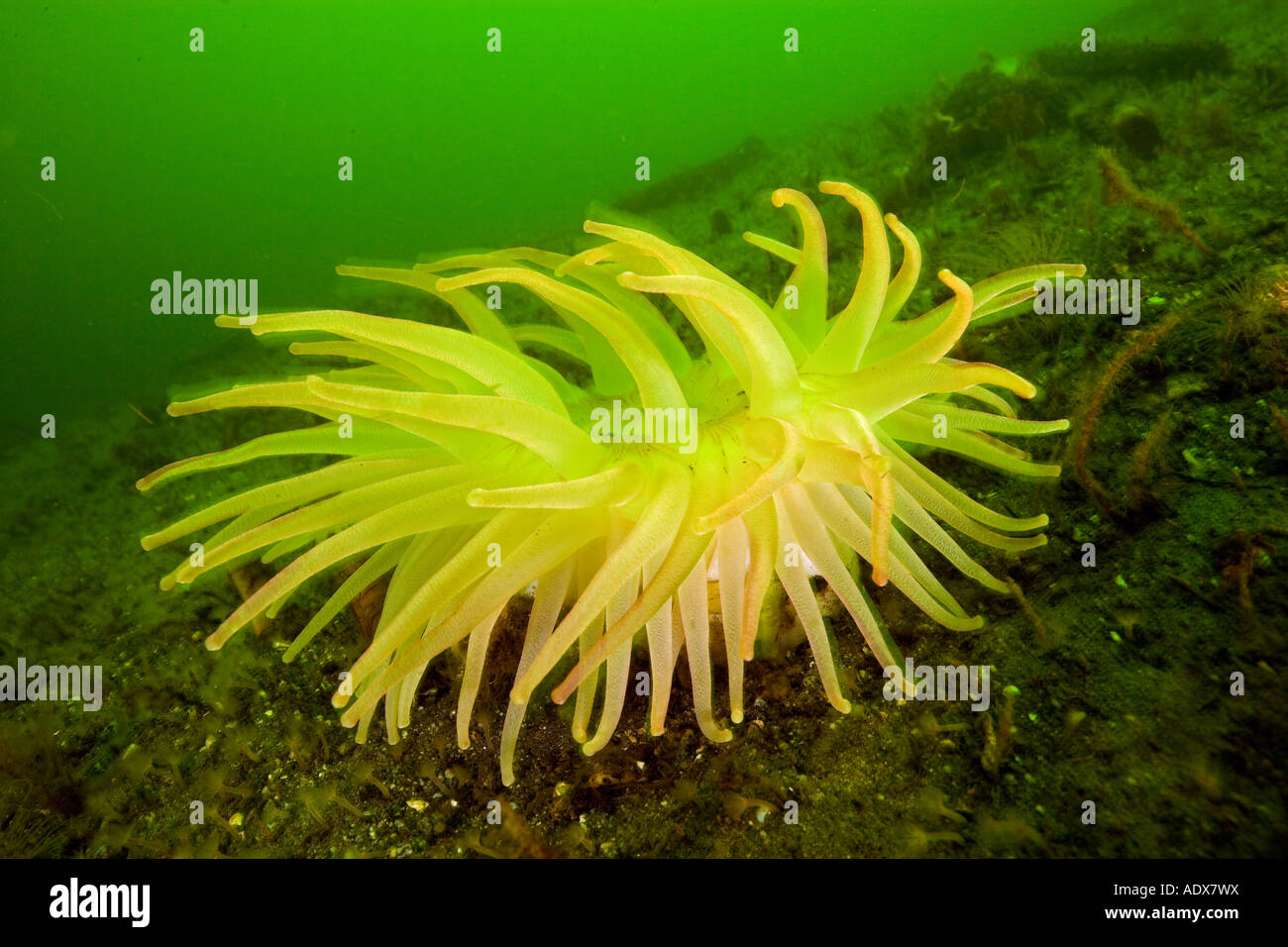 Verde gigante anemone Anthopleura xanthogrammica British Columbia Oceano Pacifico Canada Foto Stock