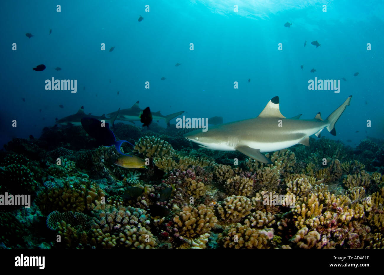 Blacktip reef shark Carcharhinus melanopterus Tahiti Polinesia Francese Foto Stock