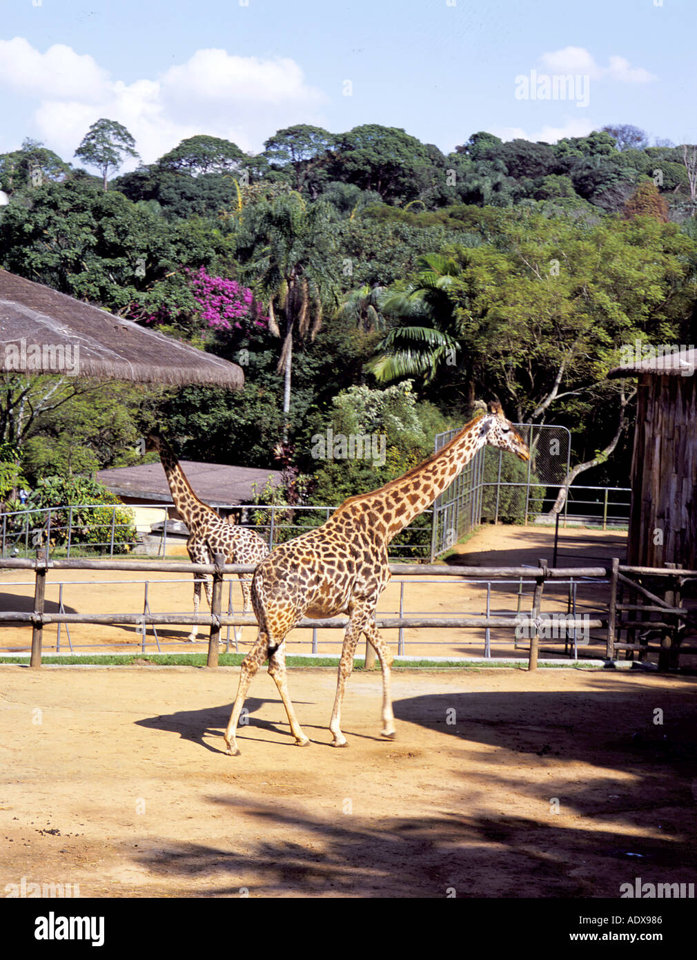 Il viaggio São Paulo zoo garden giraffe giraffe zona collo lungo collo lungo notato due giovane animale mammifero concetto per il tempo libero Foto Stock